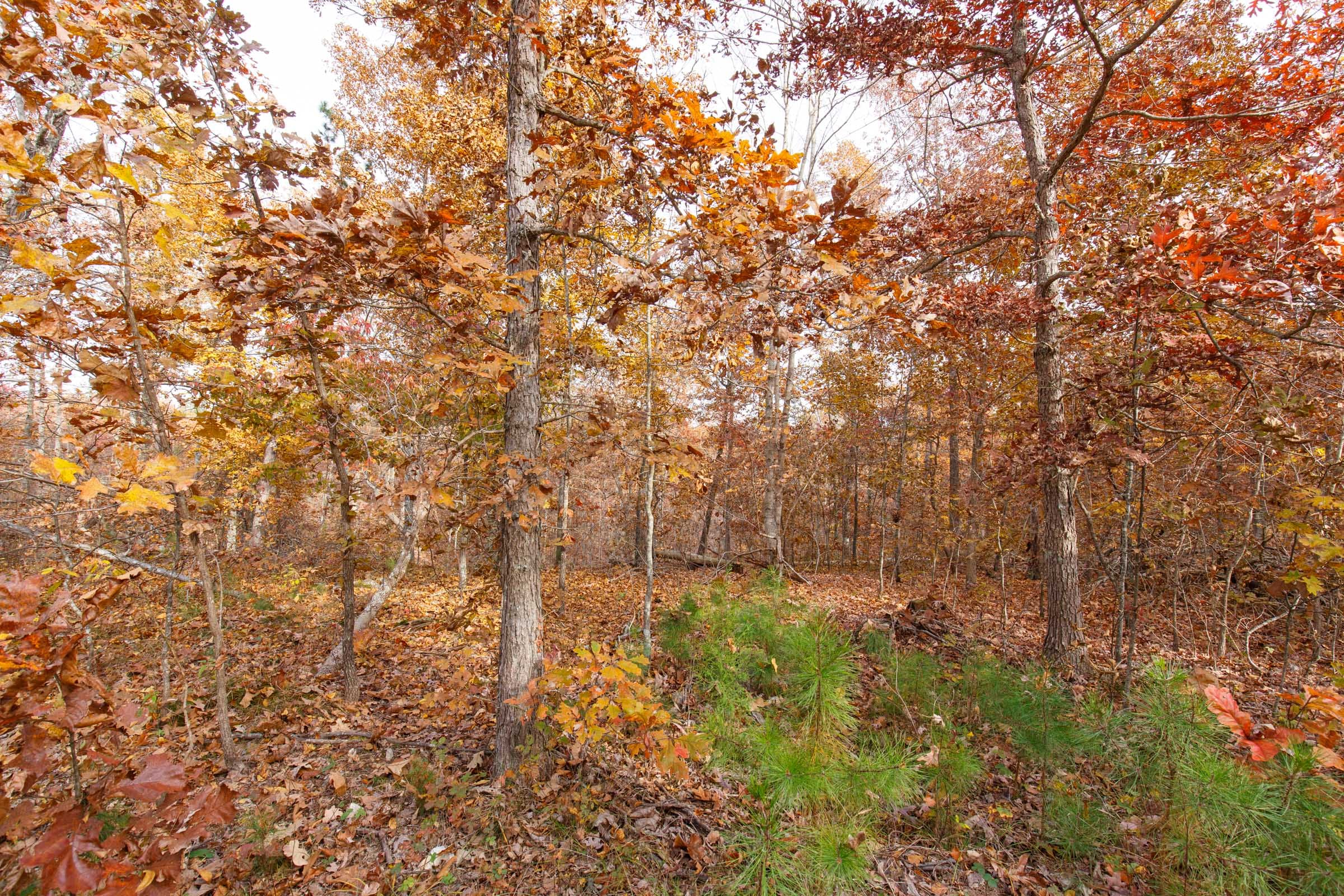 Hawkcrest Tract 35 photo 5