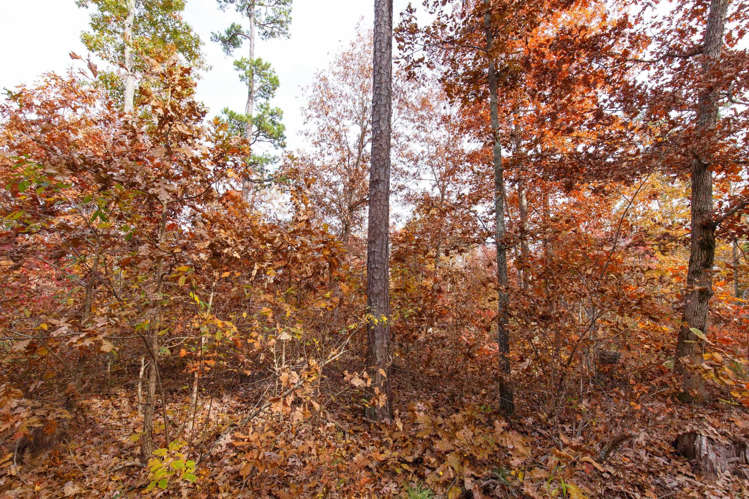 Hawkcrest Tract 35 photo 6
