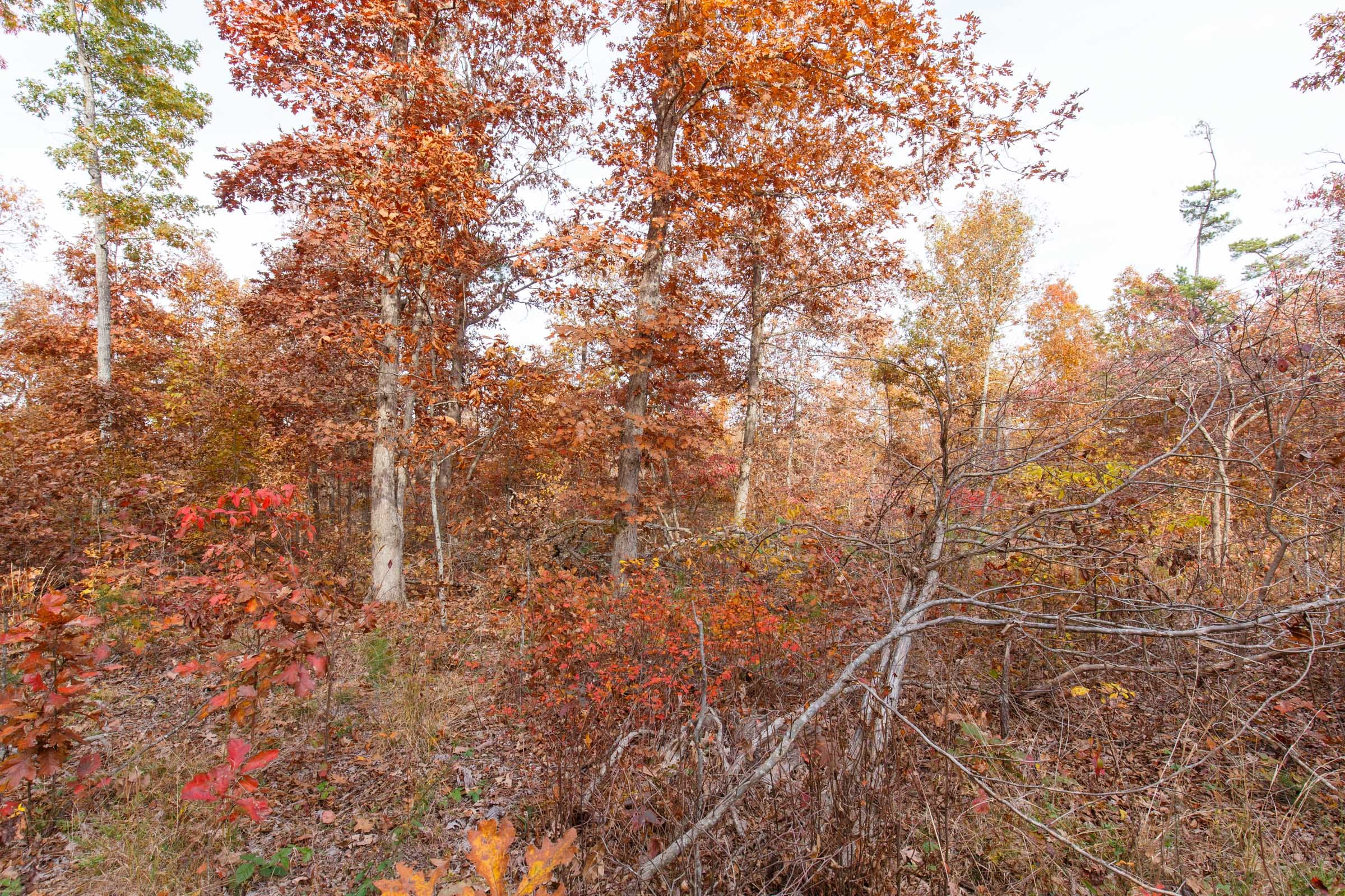 Hawkcrest Tract 35 photo 7