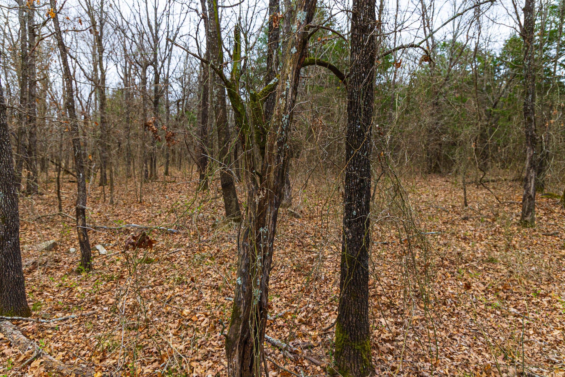 Reserves At Cattail Cove Phase I Tract 10 photo 8