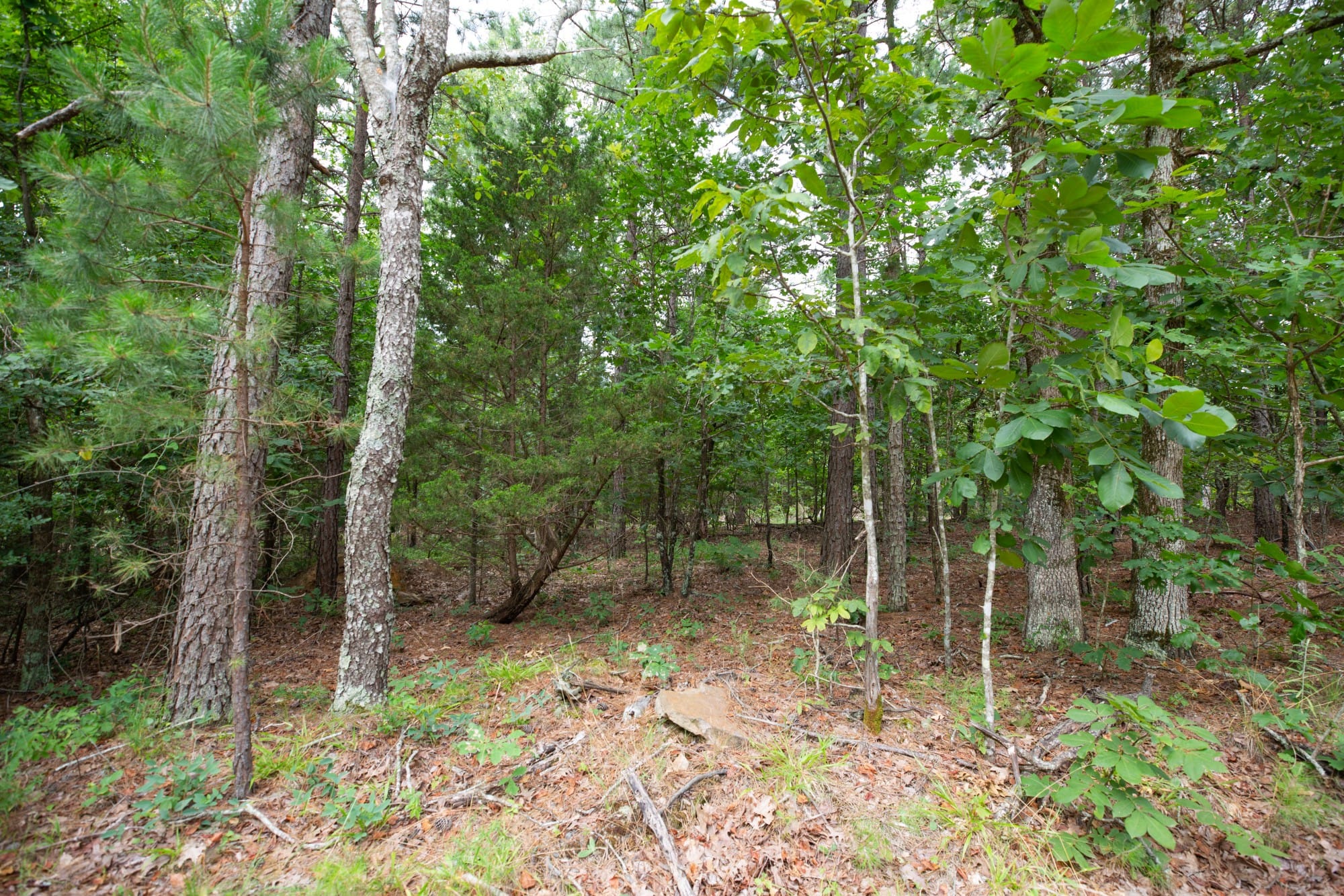 Eagle’s Nest Tract 39 photo 3