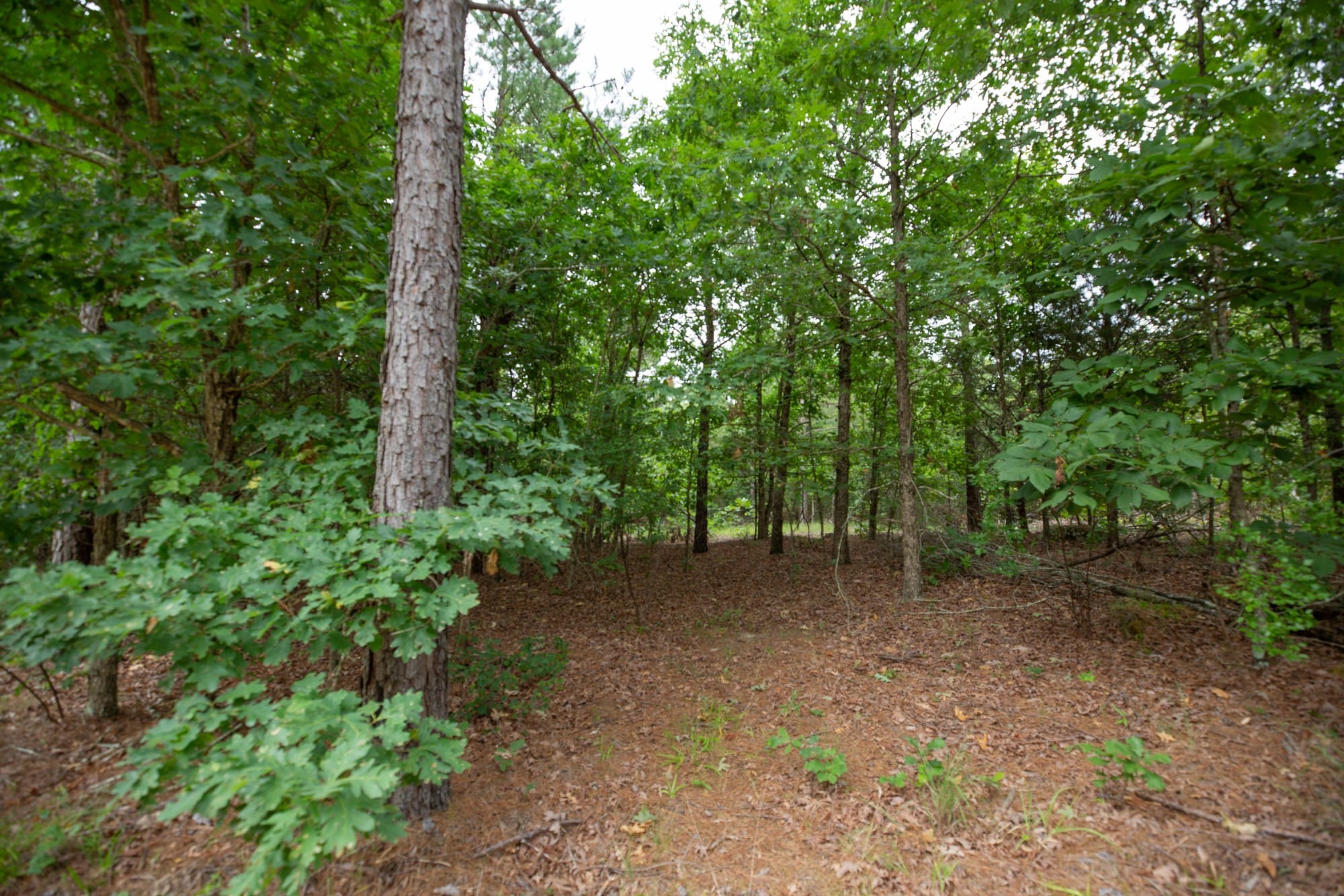 Eagle’s Nest Tract 39 photo 6
