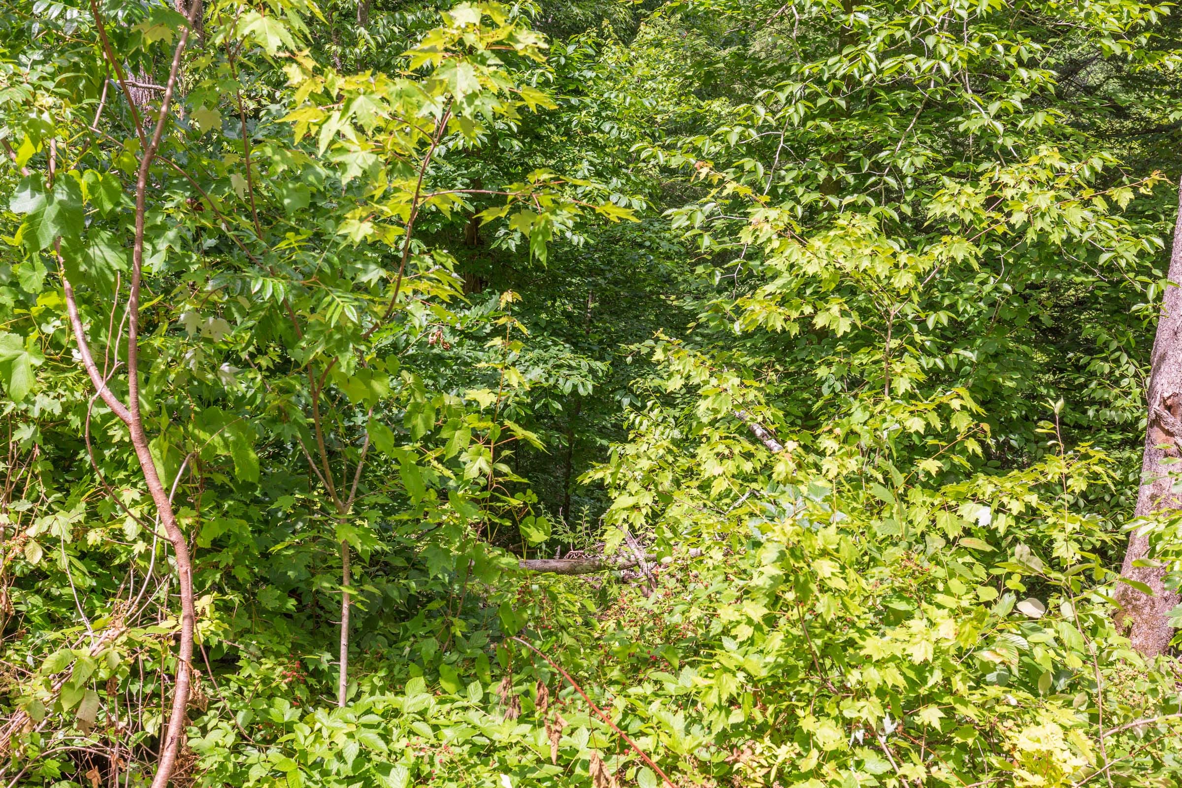 River’s Edge Tract 12 photo 4