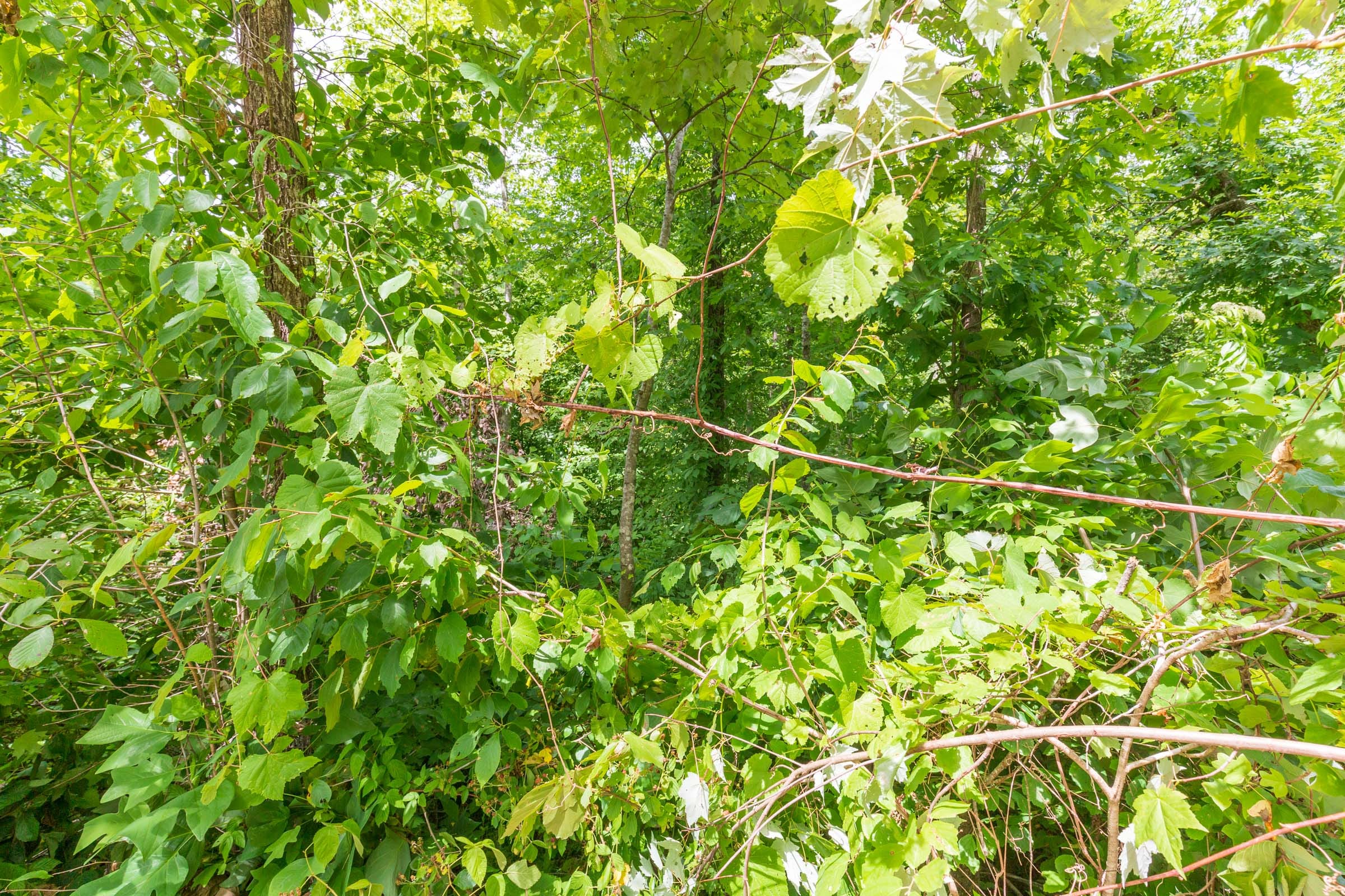 River’s Edge Tract 12 photo 5