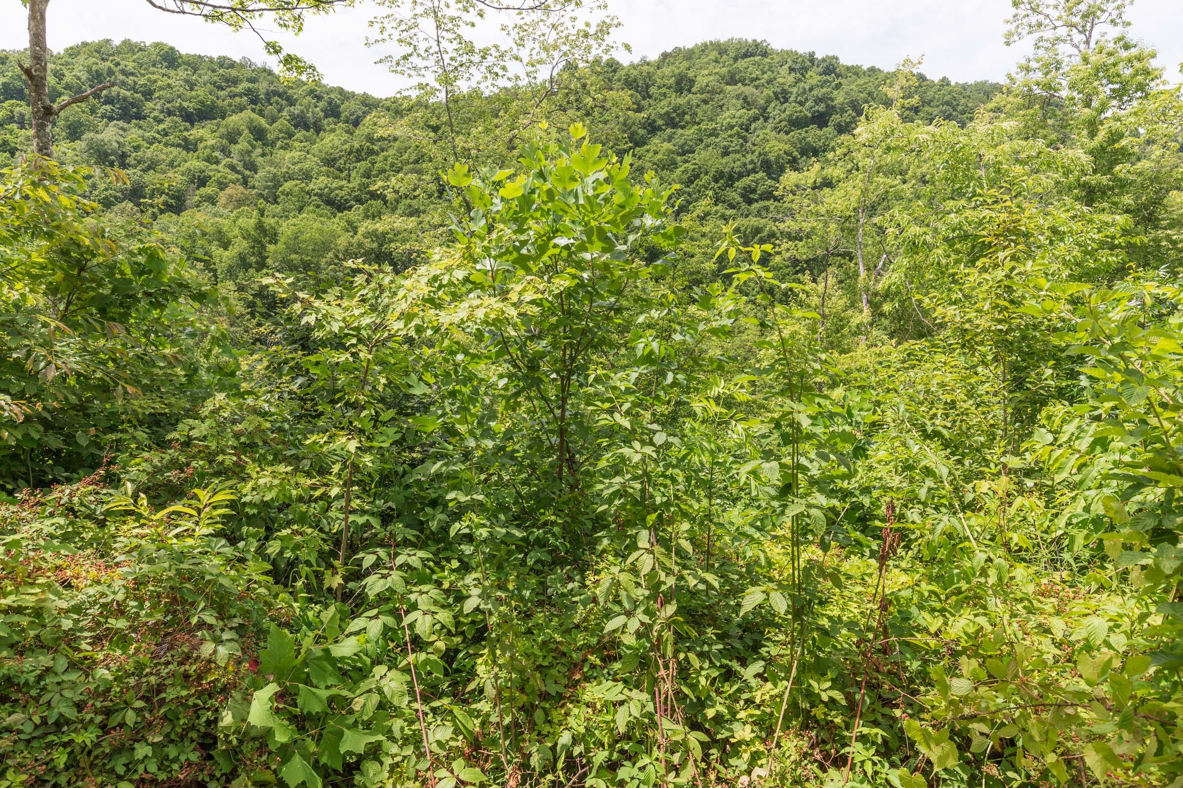River’s Edge Tract 12 photo 7