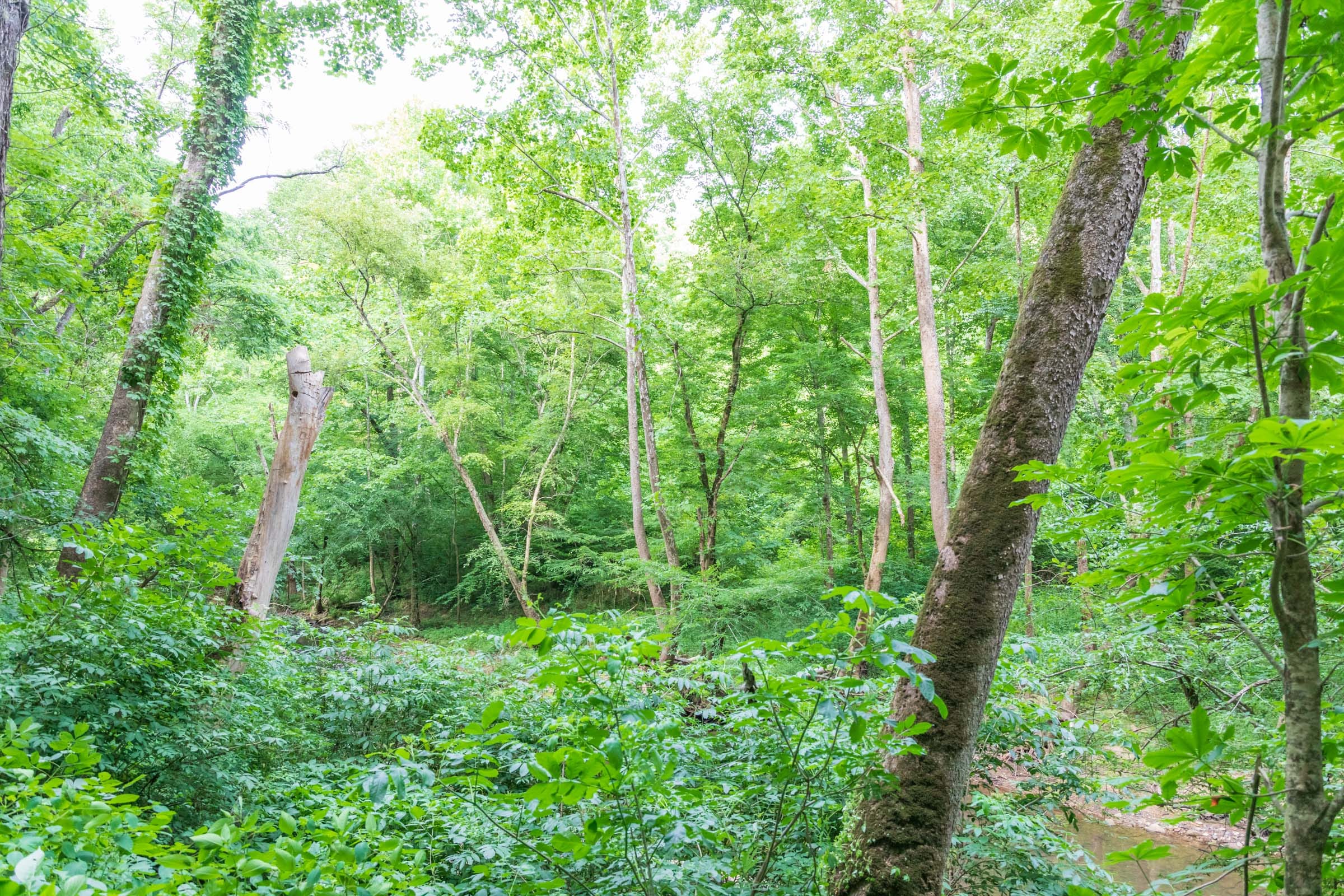River’s Edge Tract 12 photo 10