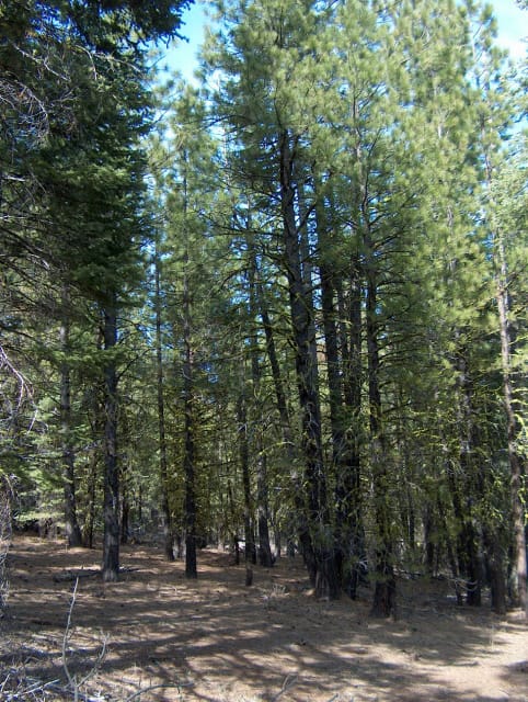 California Pines Tract 61 photo 3