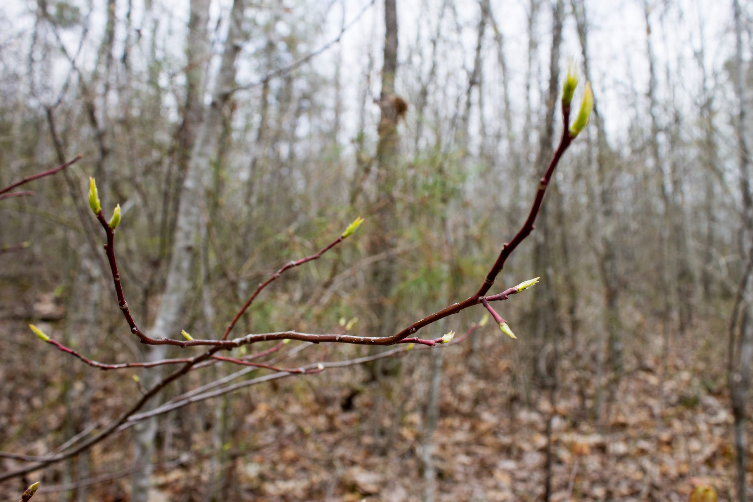 Hidden Hills Tract 37 photo 3