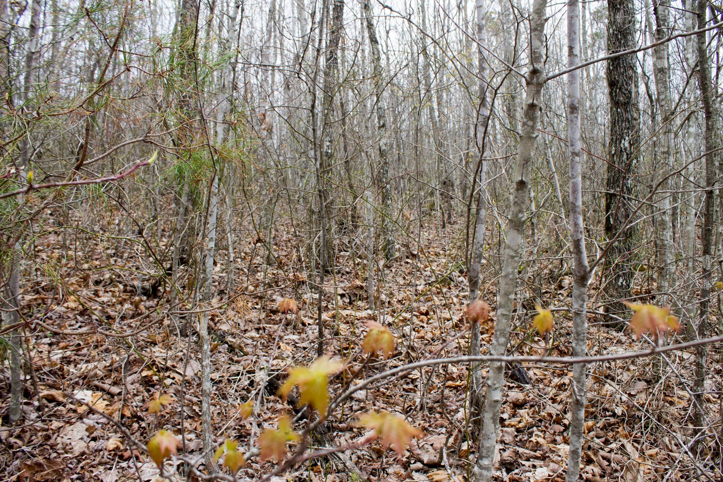Hidden Hills Tract 37 photo 4