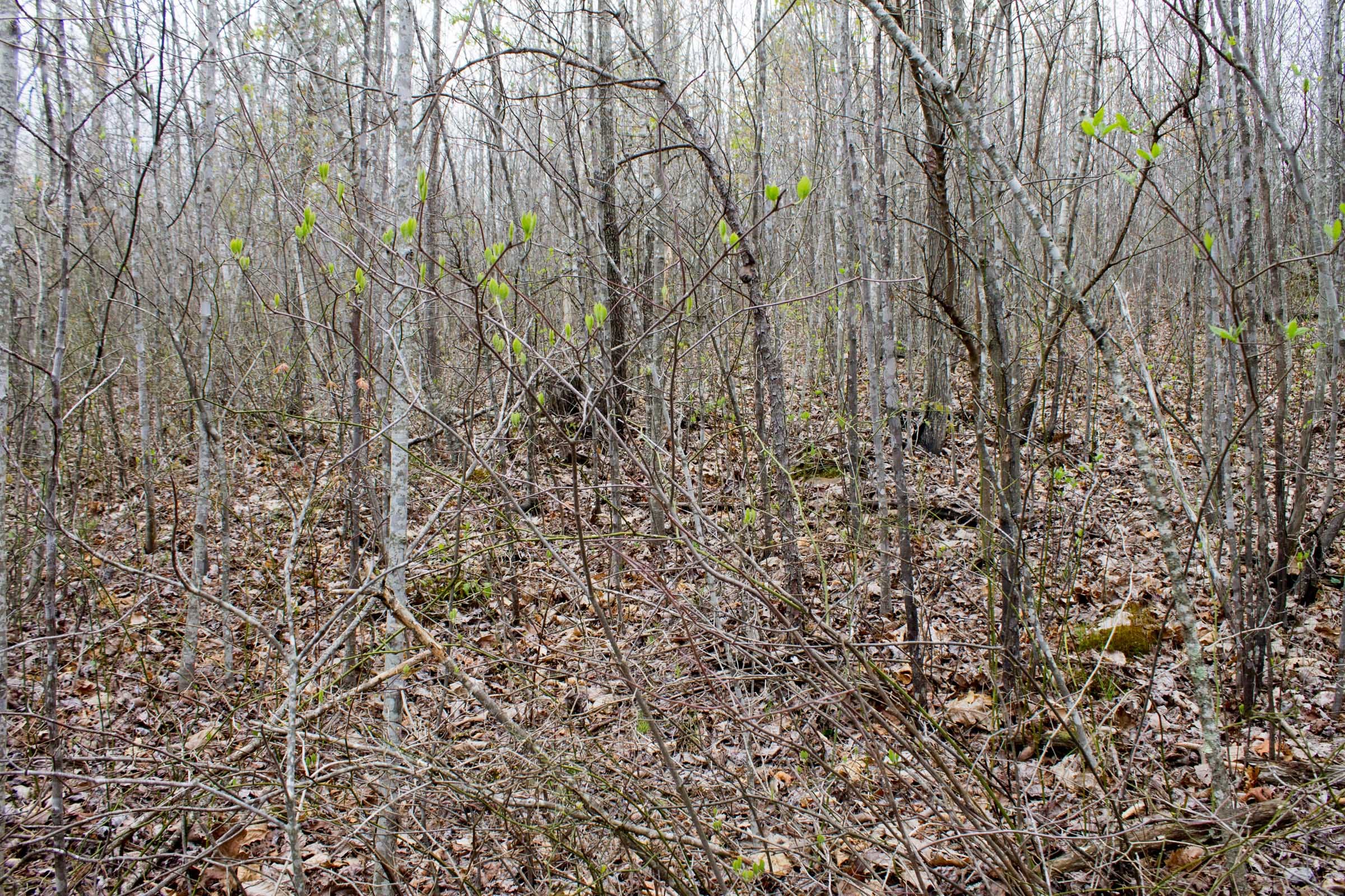 Hidden Hills Tract 37 photo 6
