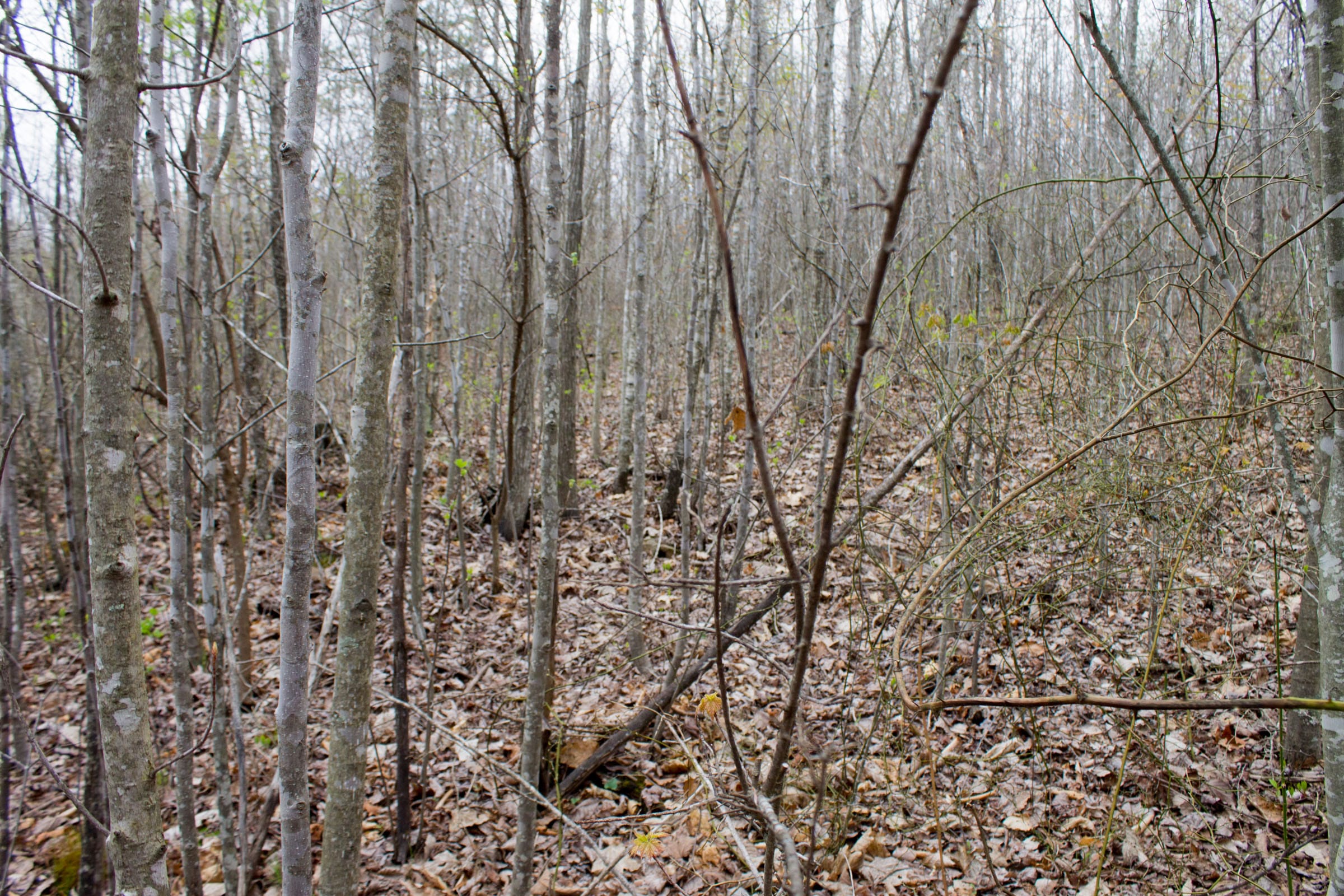 Hidden Hills Tract 37 photo 10