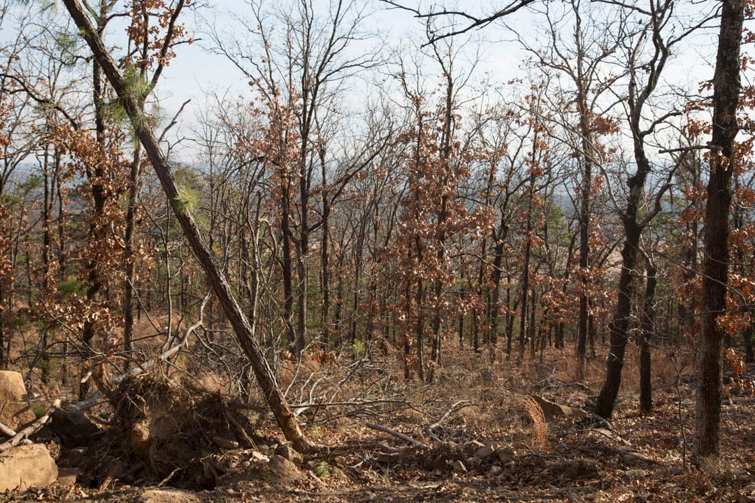 Stone Creek Phase III Tract 91 photo 11