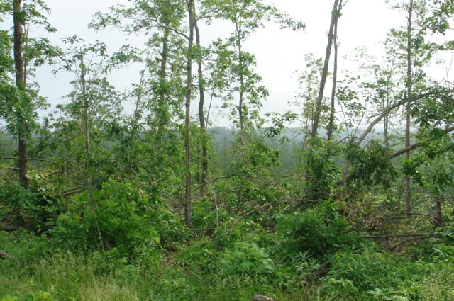 Deer Valley Tract 15 photo 3