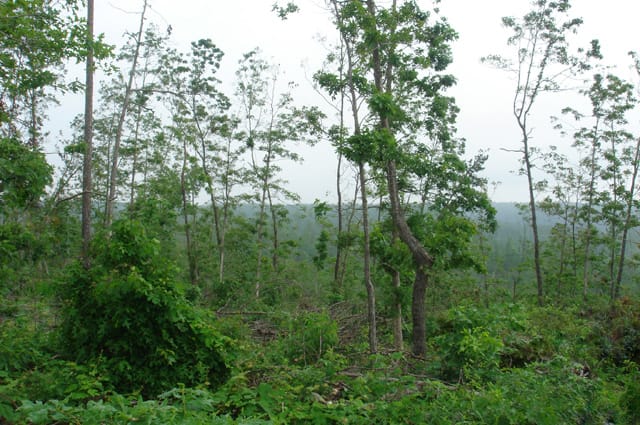 Deer Valley Tract 15 photo 1
