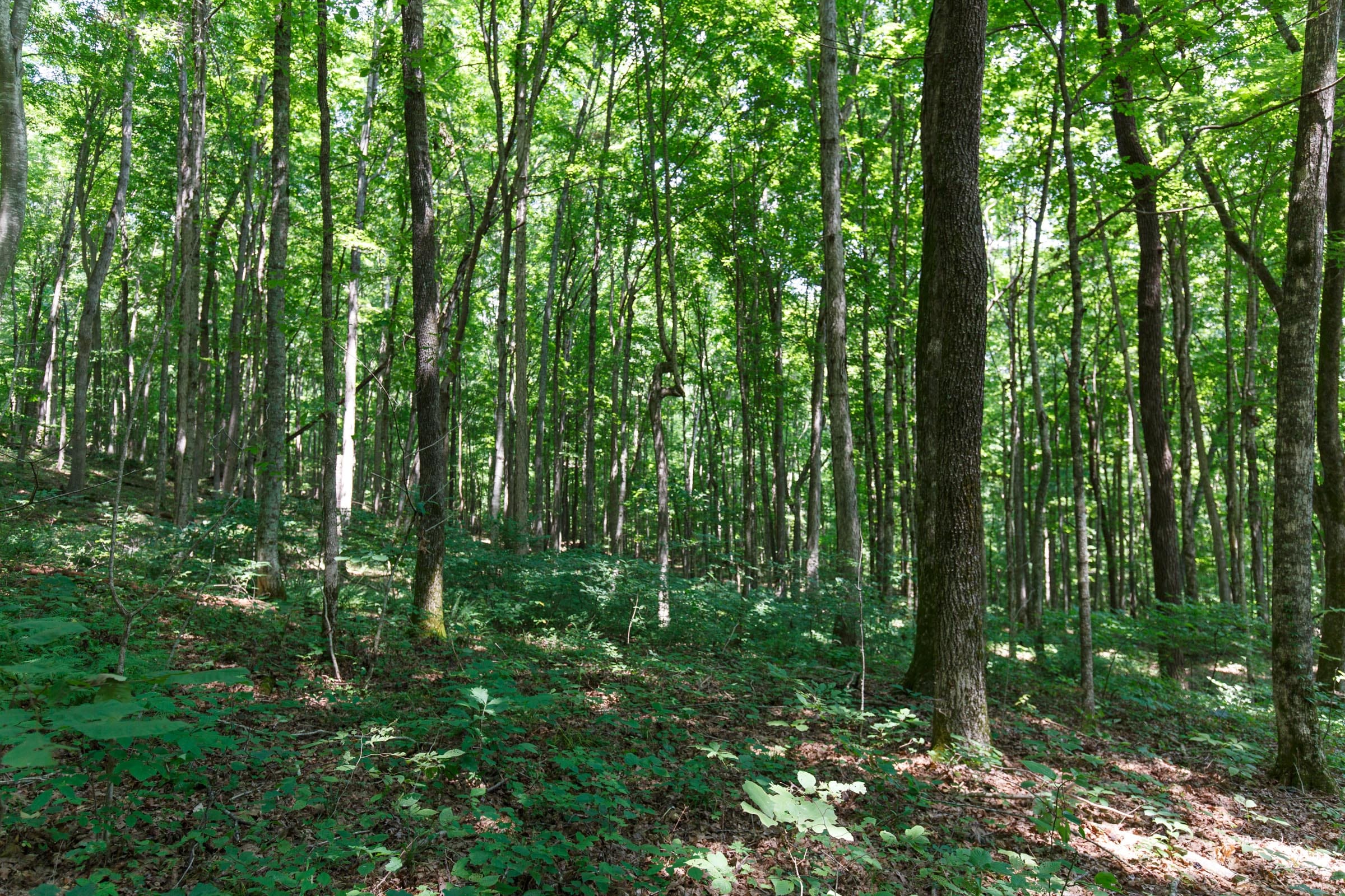 Rolling Hills Tract 10 photo 7