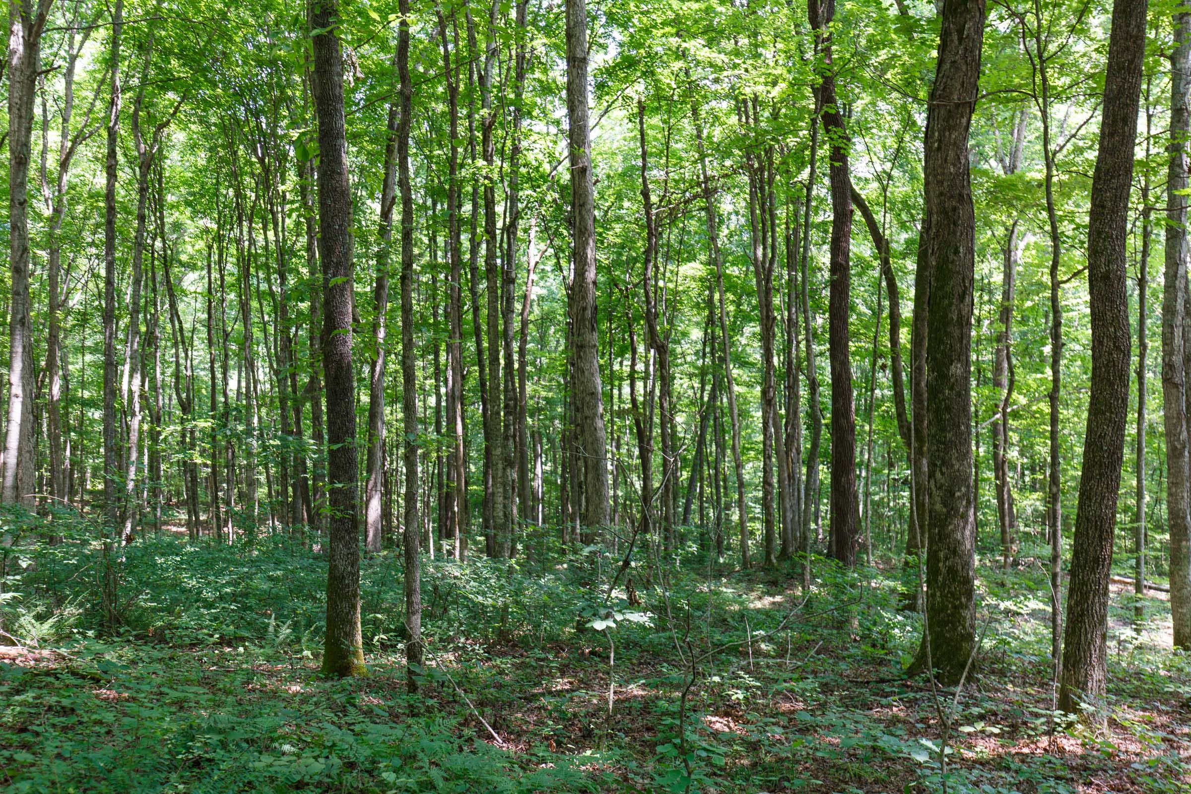 Rolling Hills Tract 10 photo 10