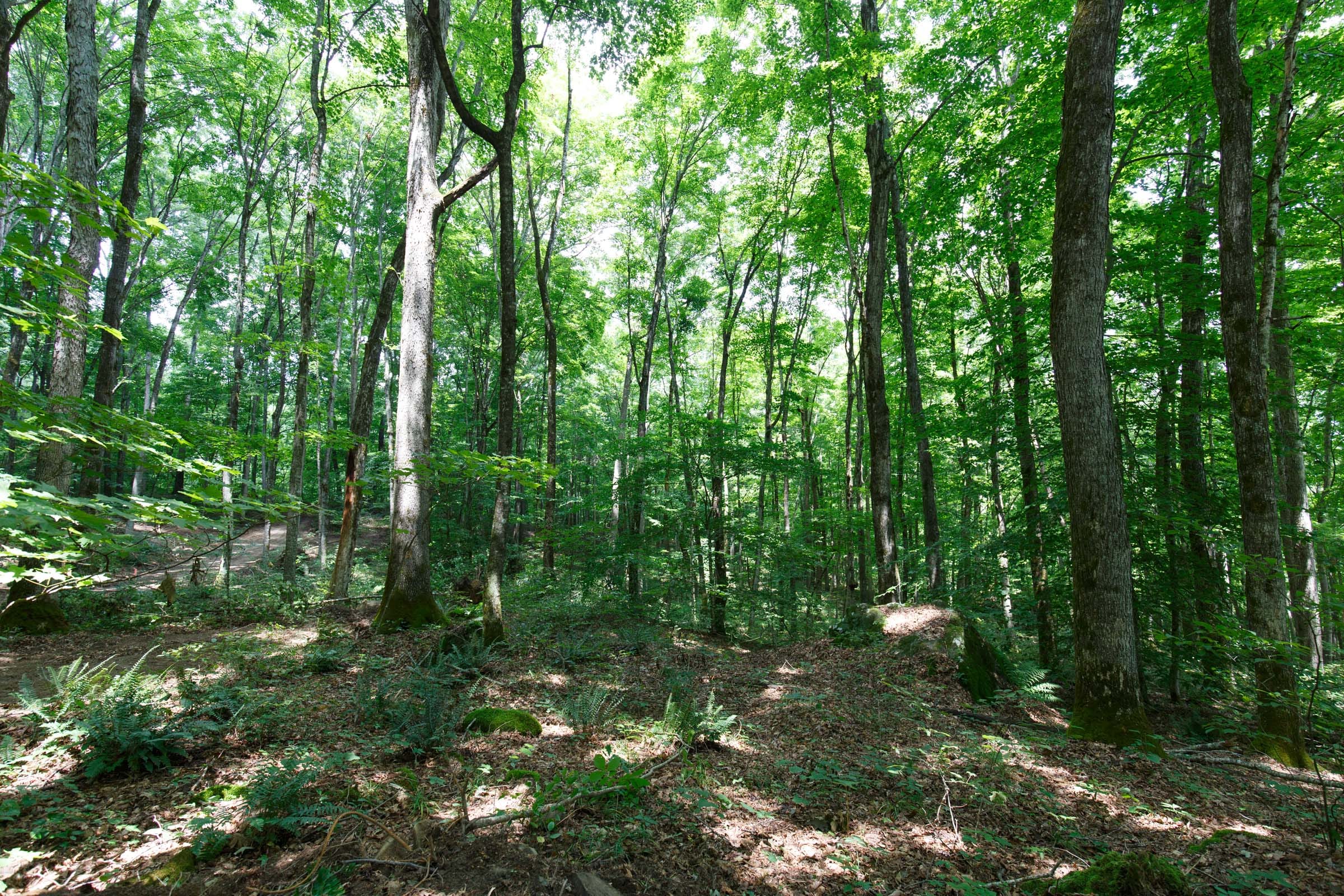 Rolling Hills Tract 10 photo 16