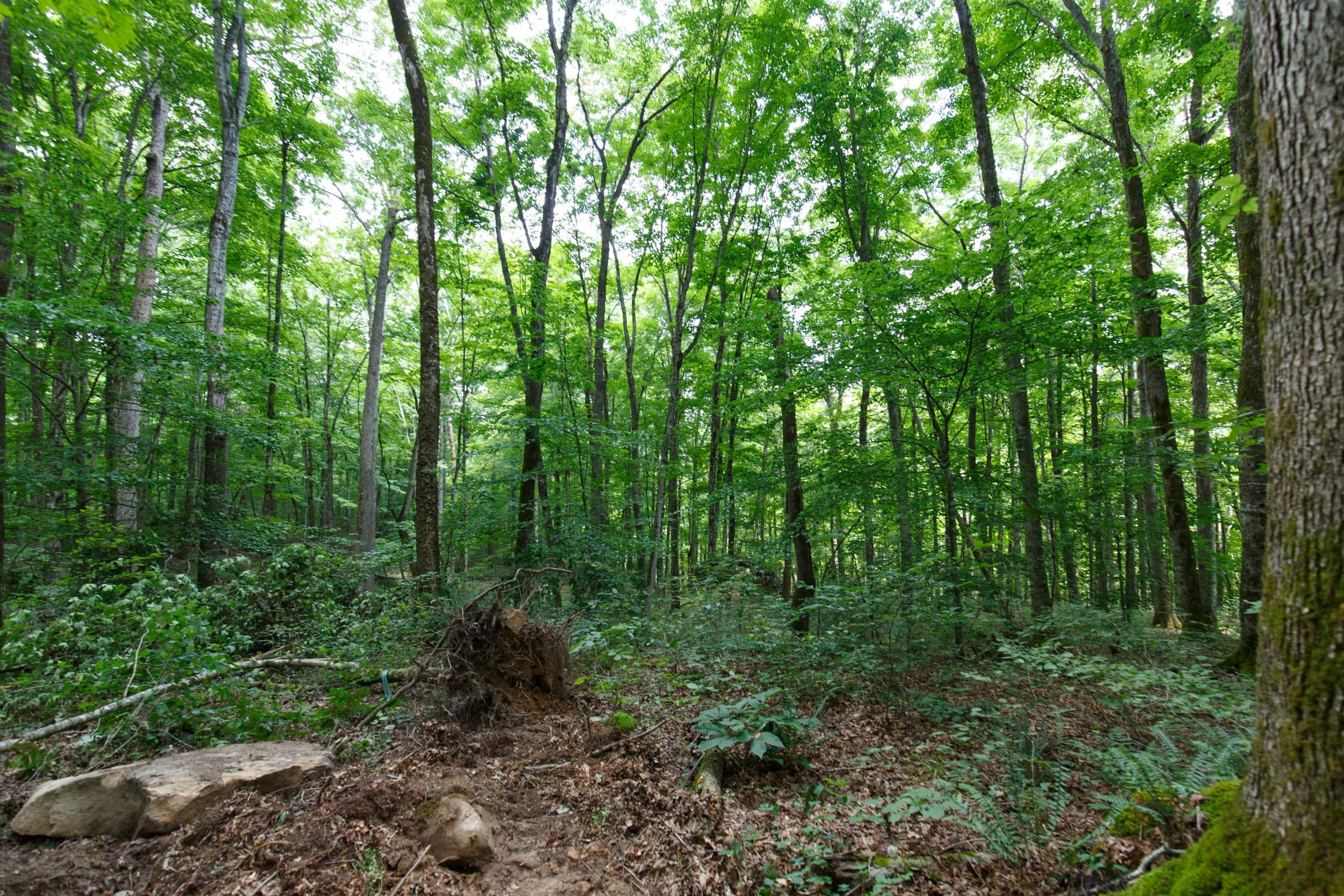 Rolling Hills Tract 10 photo 18