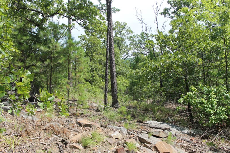 Trophy Ridge Phase III Tract 12 photo 4