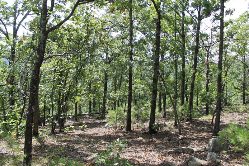 Trophy Ridge Phase III Tract 12 photo 6