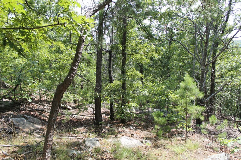 Trophy Ridge Phase III Tract 12 photo 7