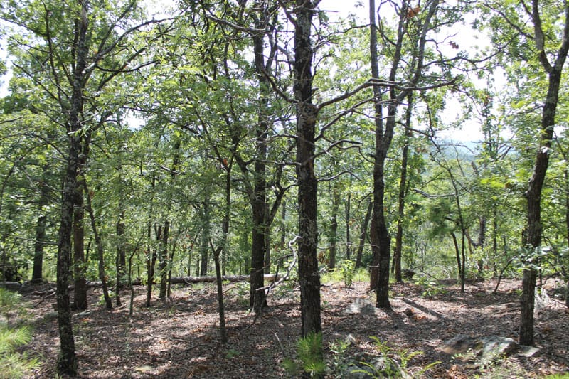 Trophy Ridge Phase III Tract 12 photo 9