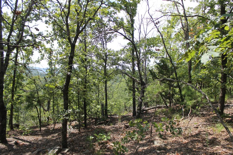 Trophy Ridge Phase III Tract 12 photo 10