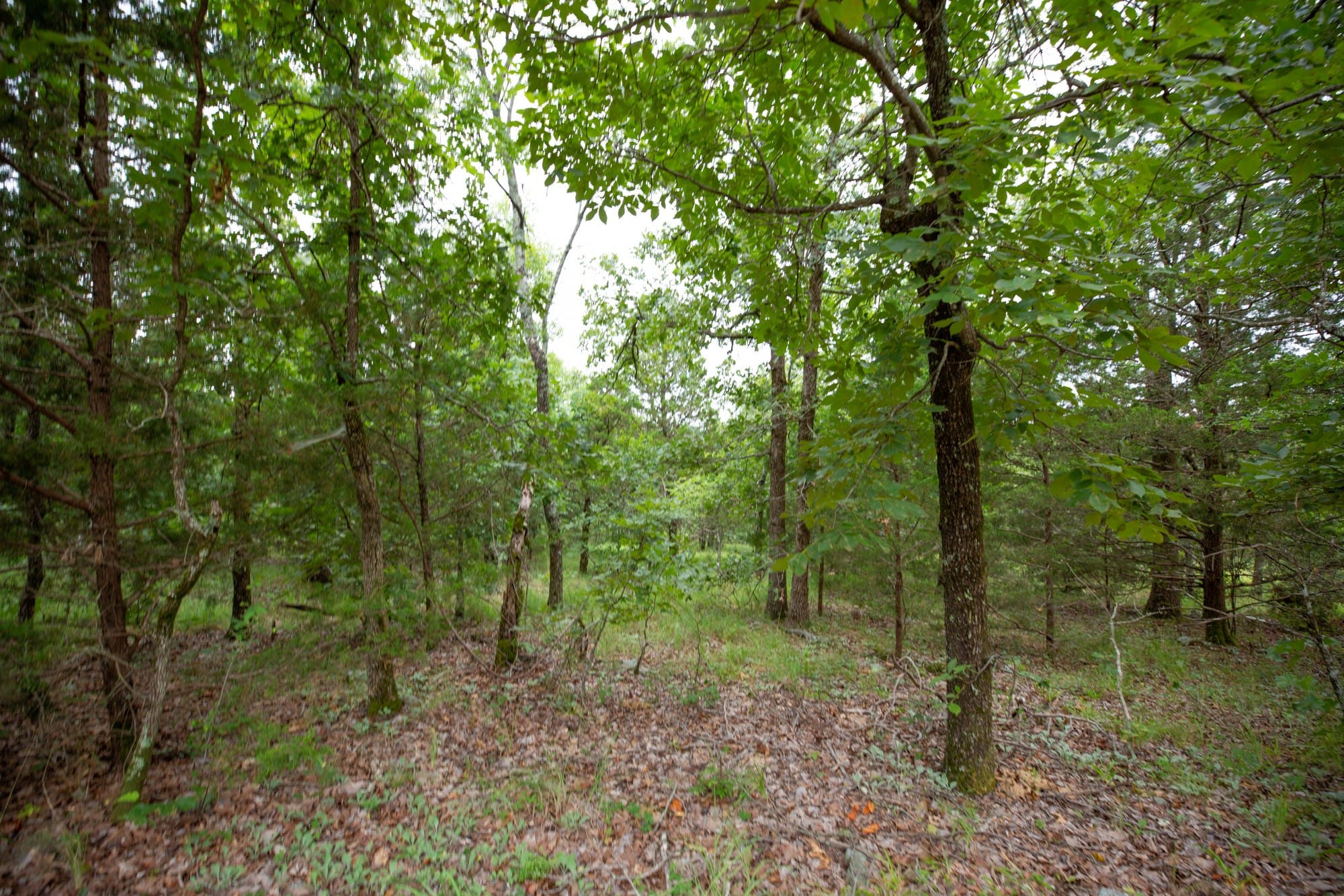 Eagle’s Nest Tract 79 photo 4
