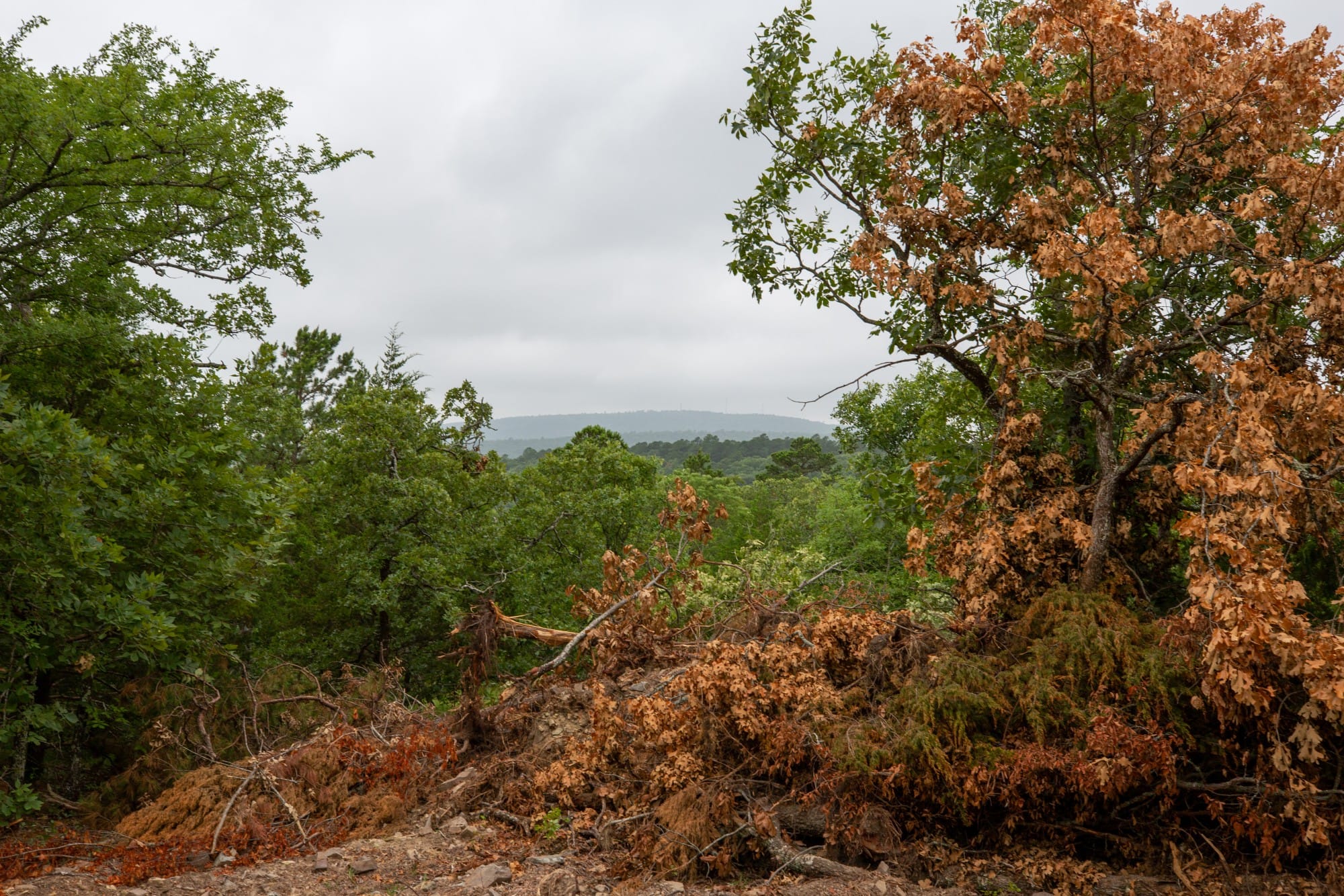Eagle’s Nest Tract 79 photo 5