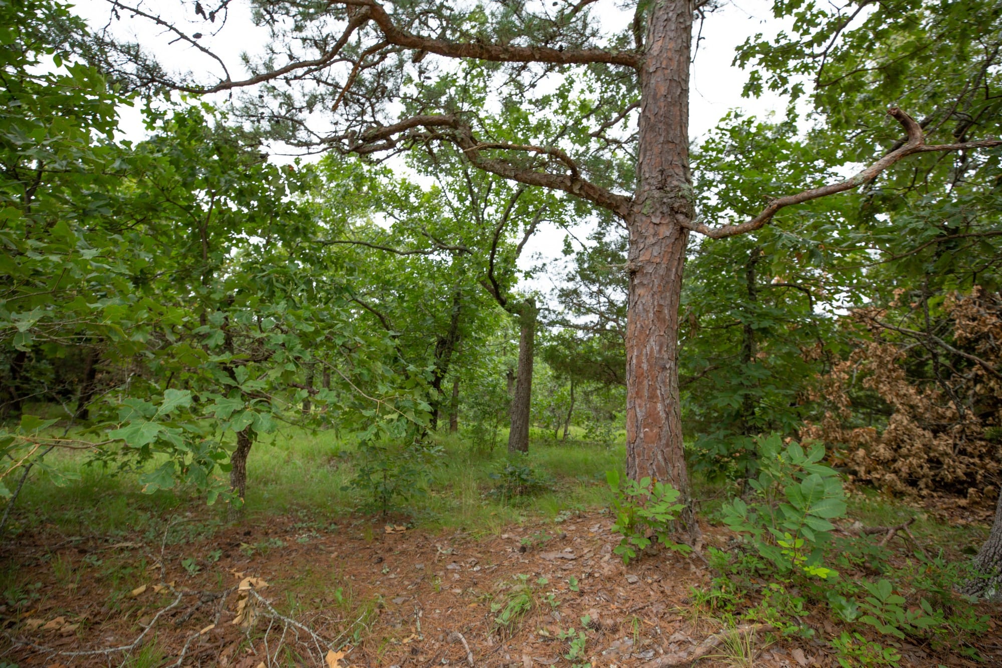 Eagle’s Nest Tract 79 photo 8