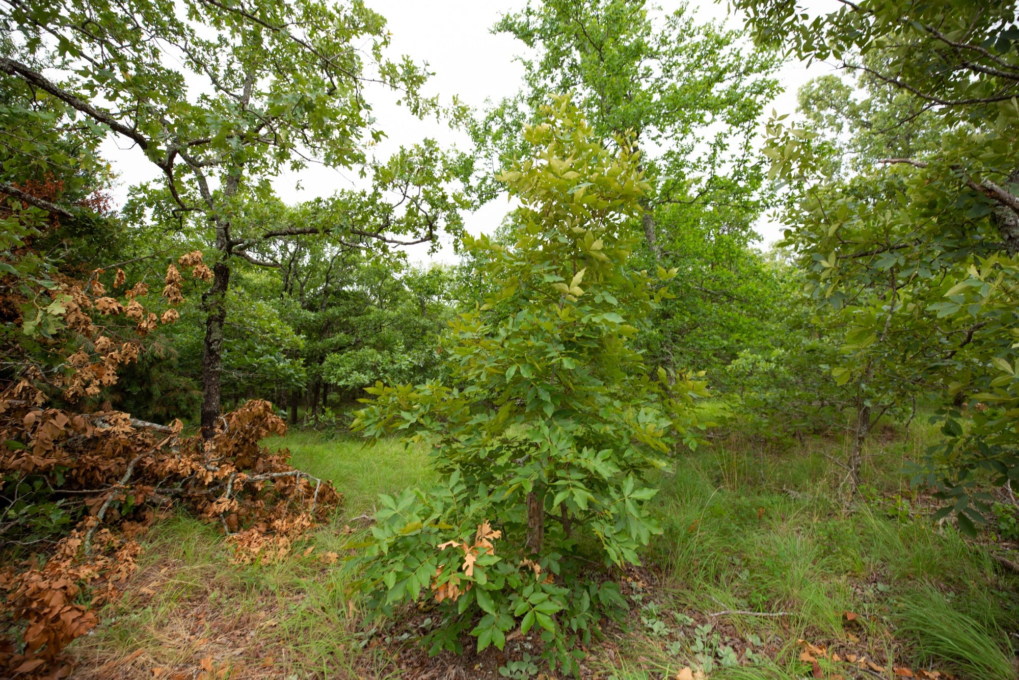 Eagle’s Nest Tract 79 photo 9