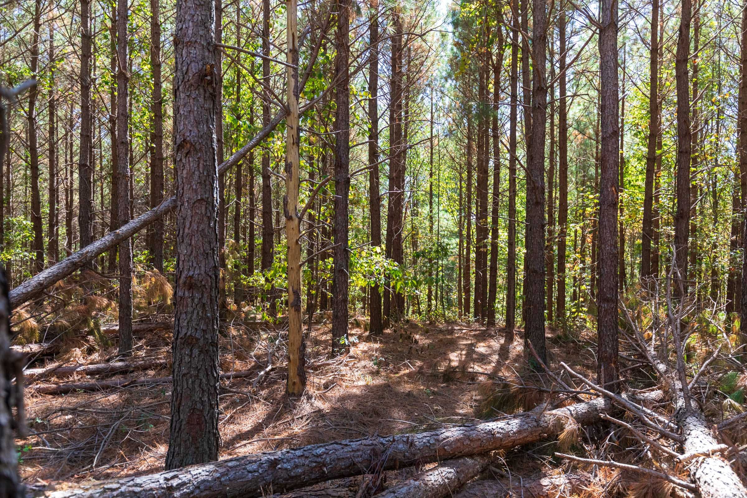 Bear Brook Tract 10 photo 2