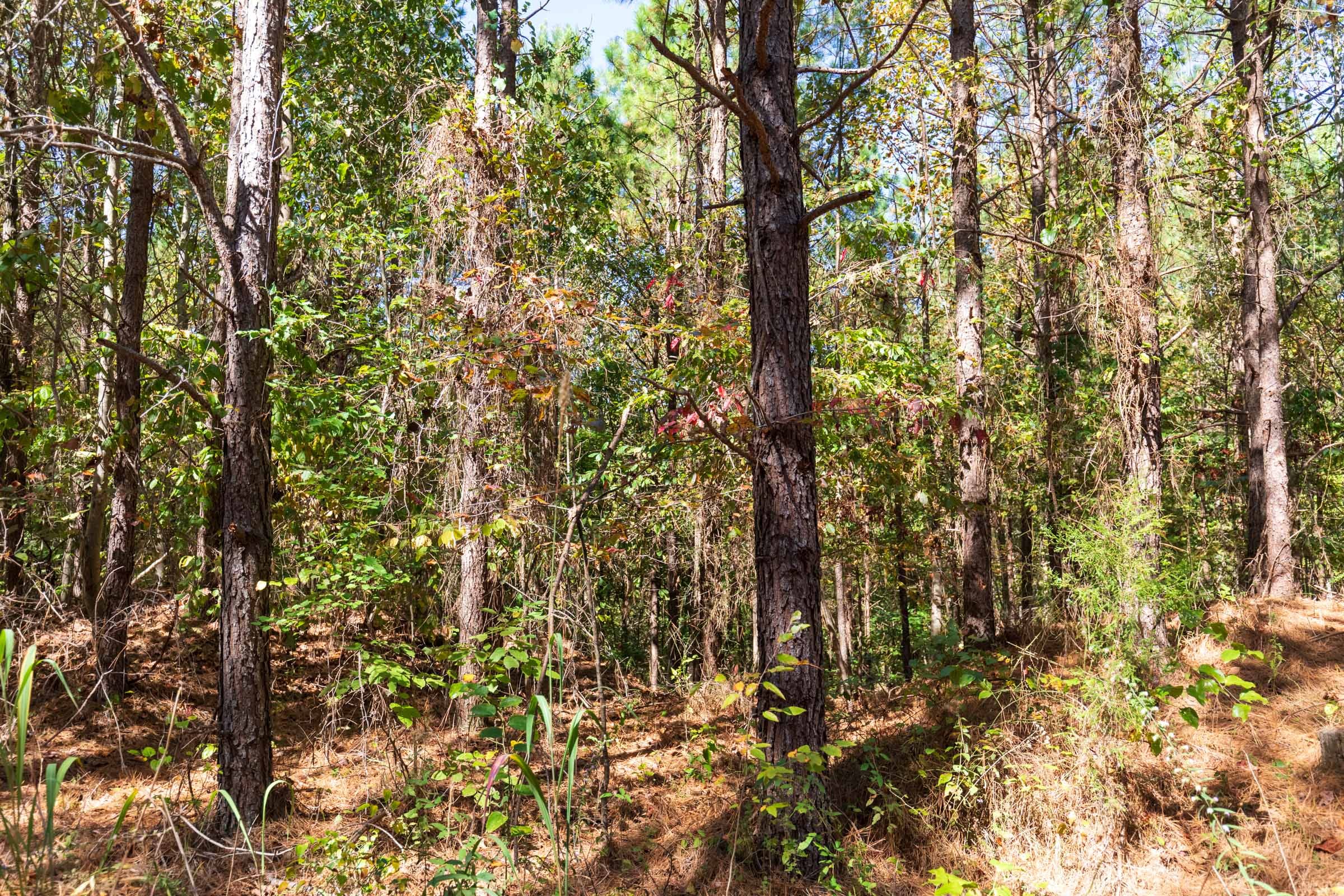Bear Brook Tract 10 photo 4