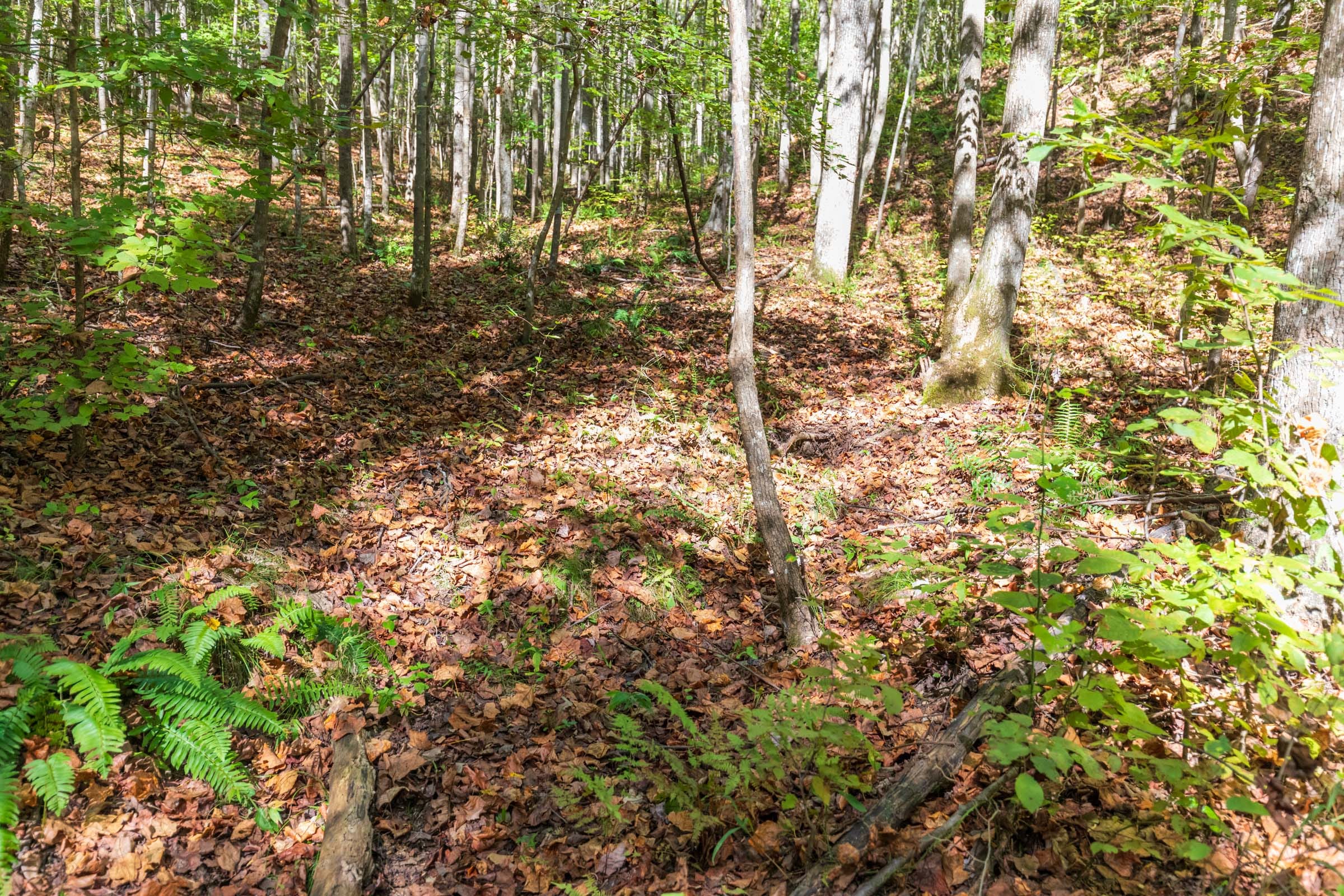 Bear Brook Tract 10 photo 7