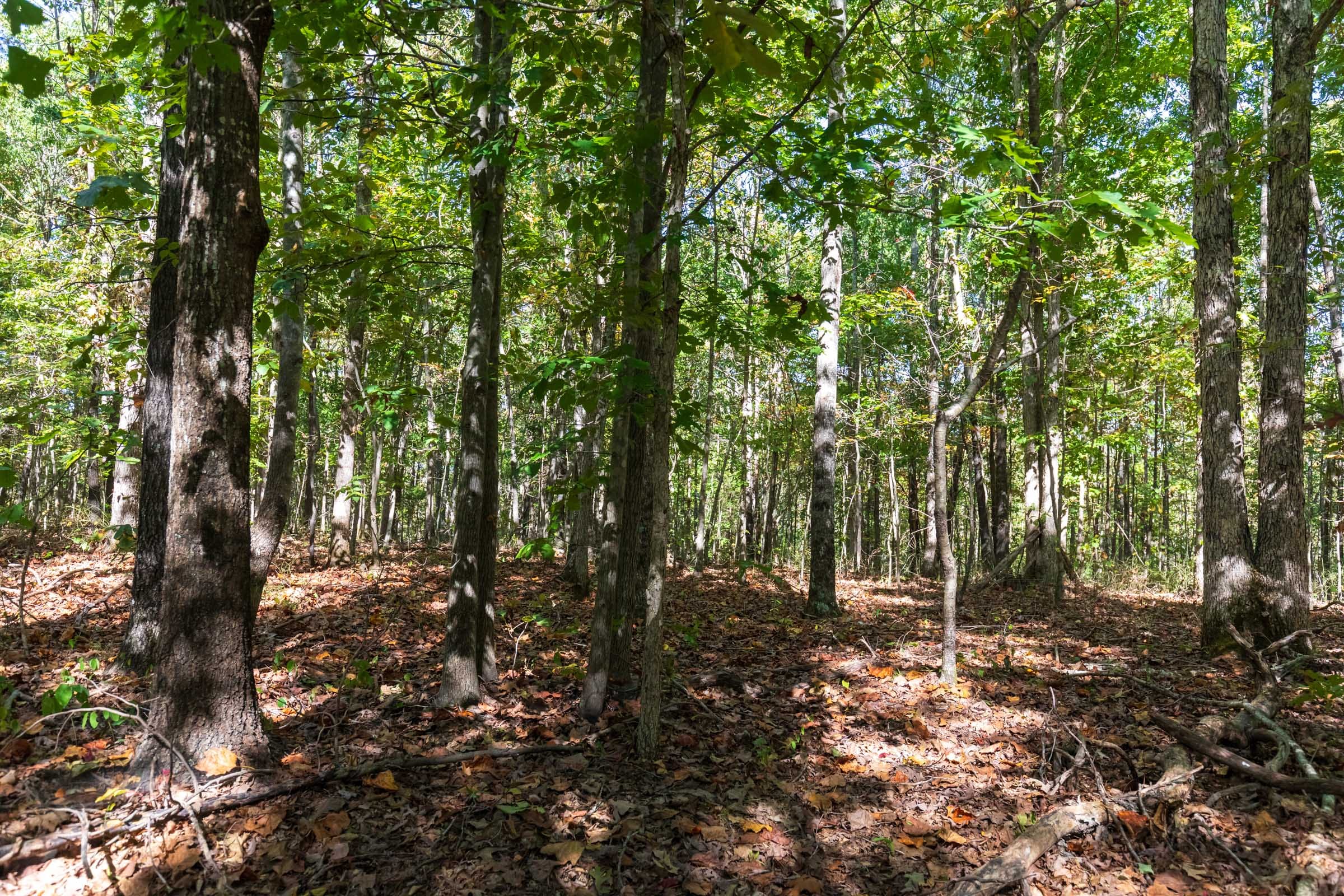 Bear Brook Tract 10 photo 8