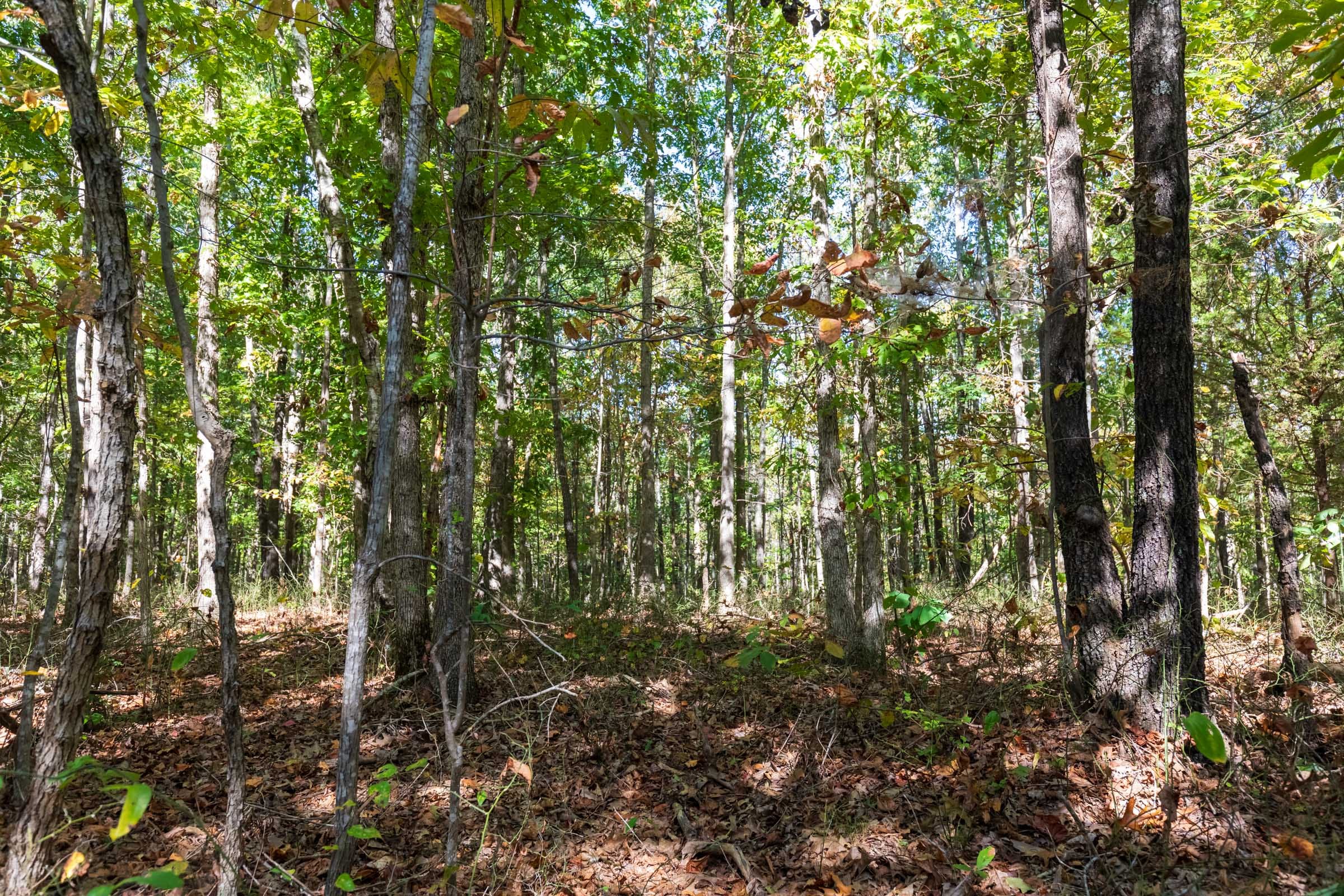 Bear Brook Tract 10 photo 5
