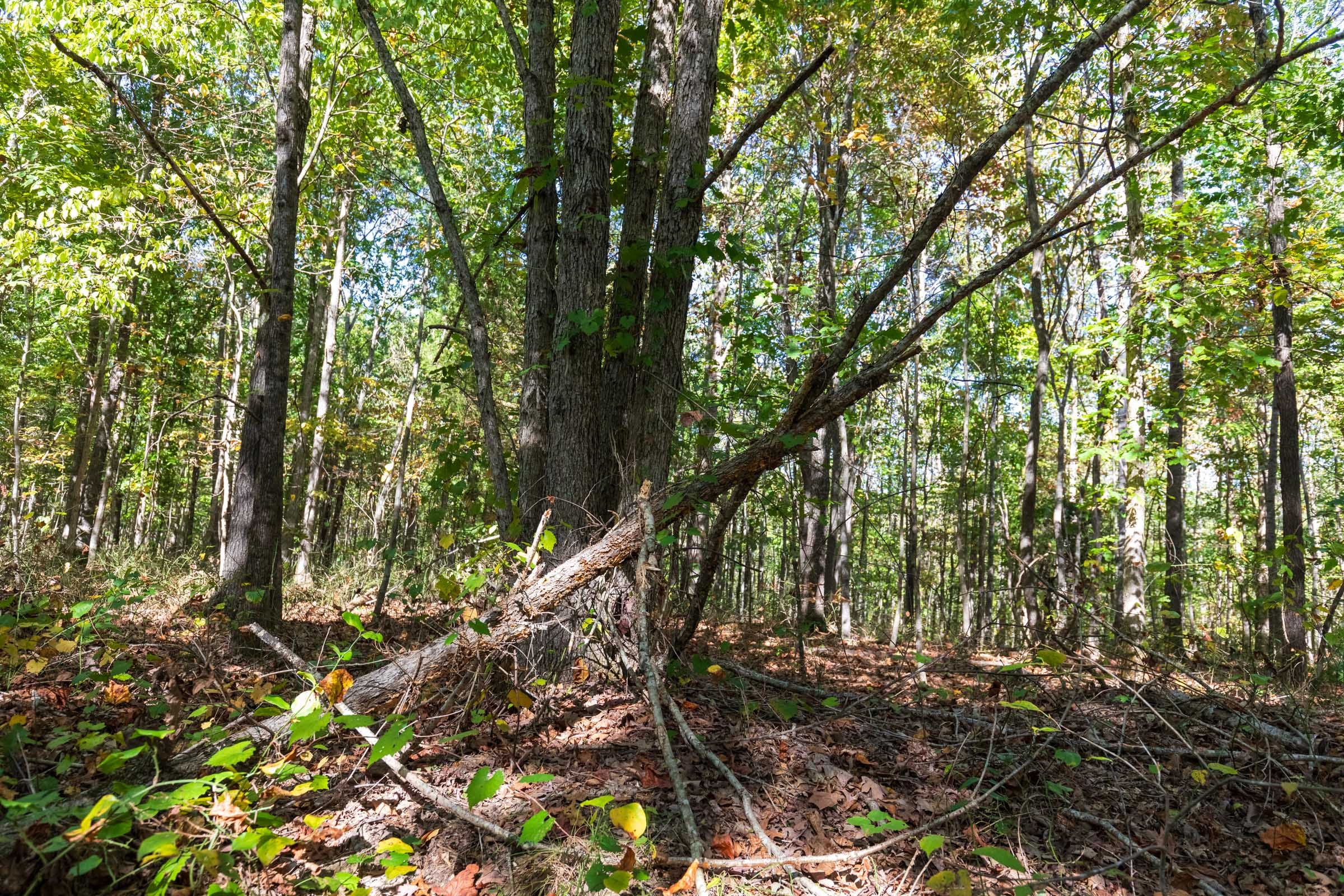 Bear Brook Tract 10 photo 10