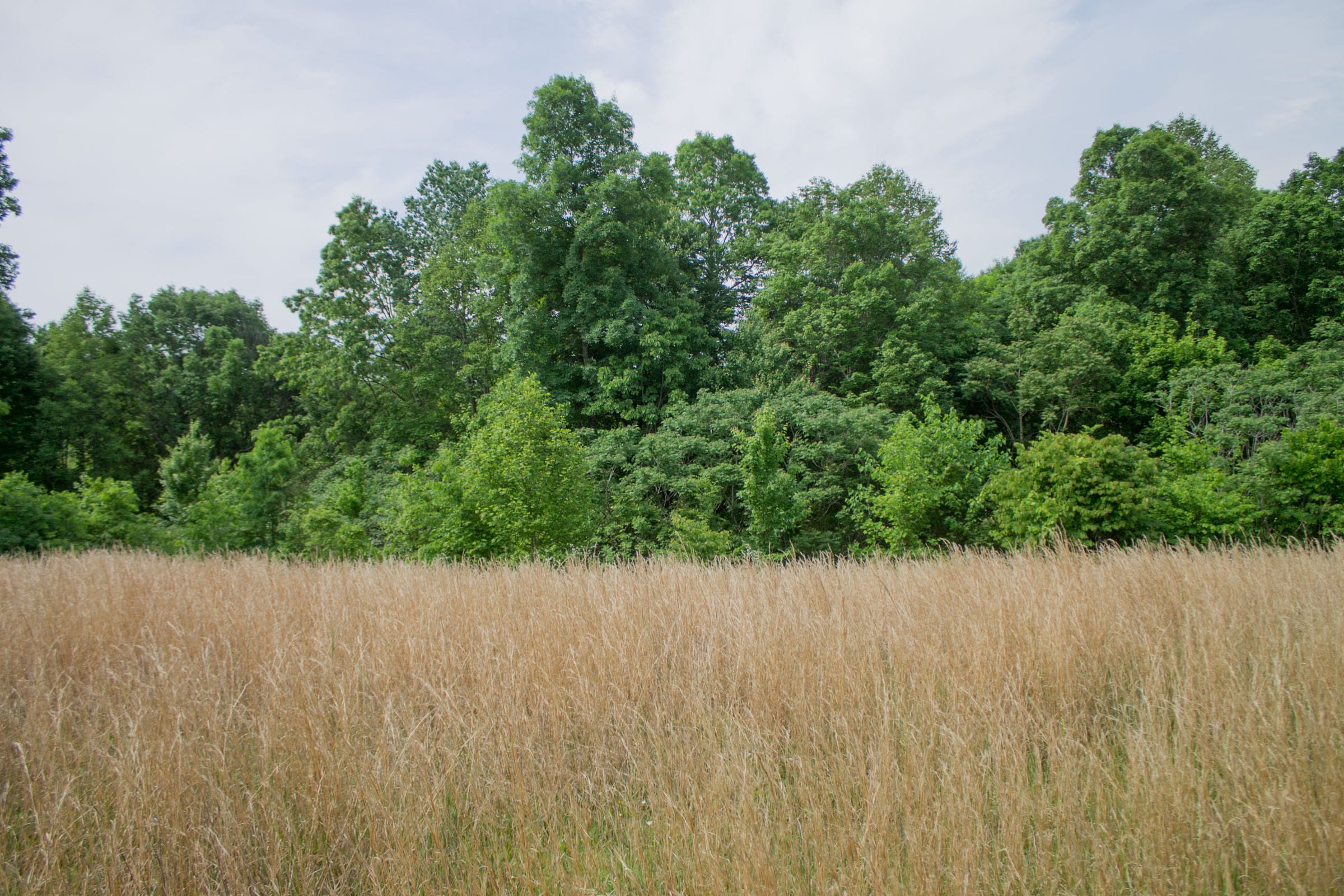 Laurel Ridge Tract 7 photo 6