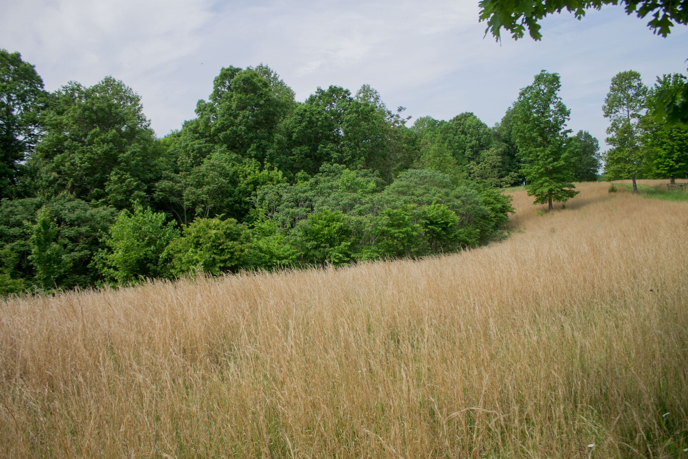 Laurel Ridge Tract 7 photo 7