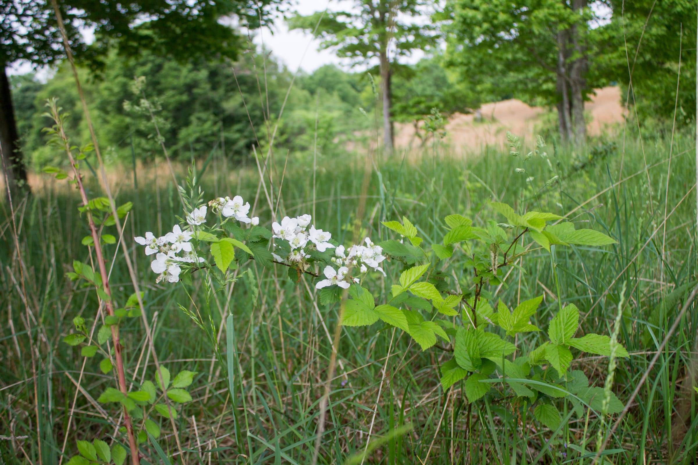 Laurel Ridge Tract 7 photo 9