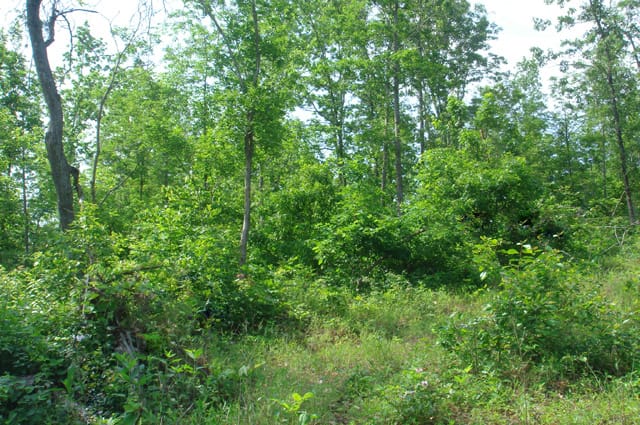 Deer Valley Tract 3 photo 3