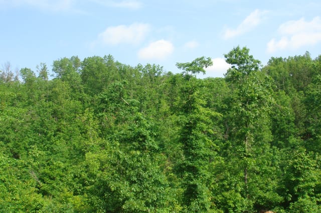 Deer Valley Tract 3 photo 4