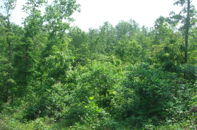 Deer Valley Tract 3 photo 5
