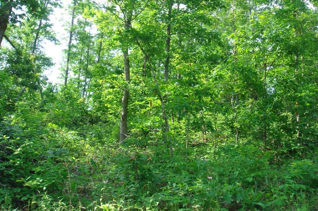 Deer Valley Tract 3 photo 6