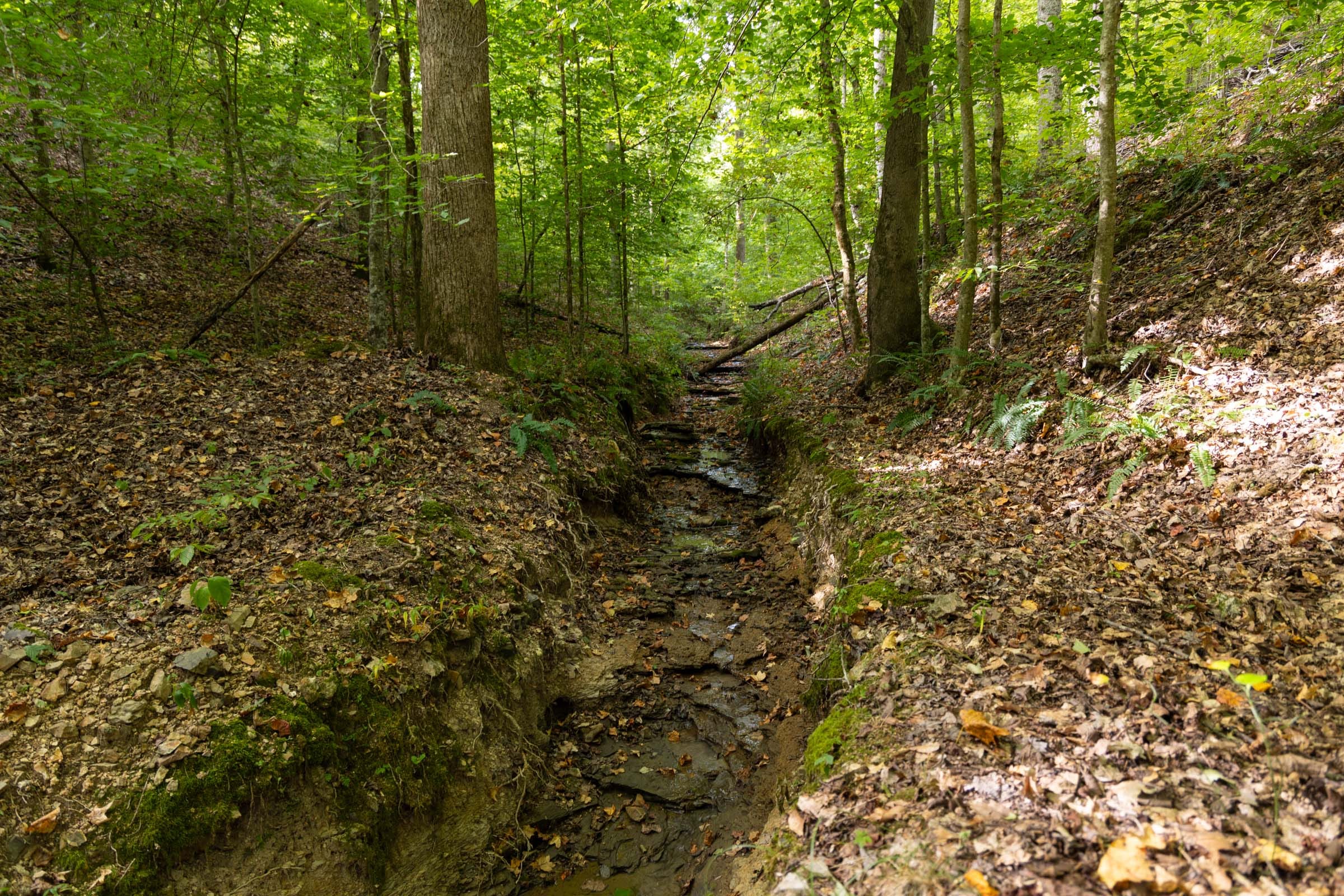 Big White Oak Tract 14 photo 4