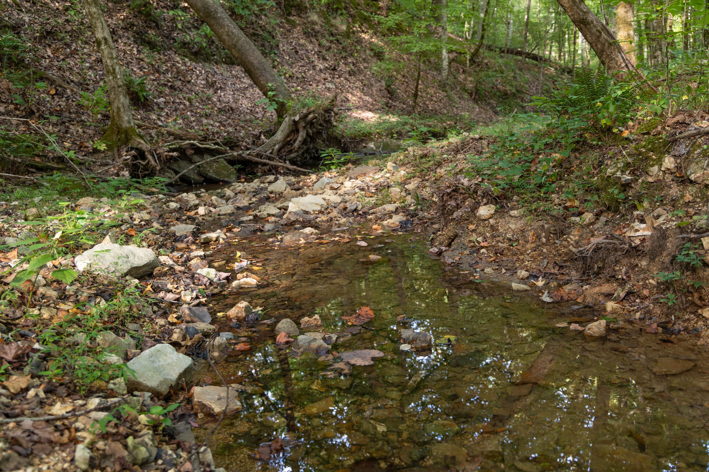 Big White Oak Tract 142 photo 5