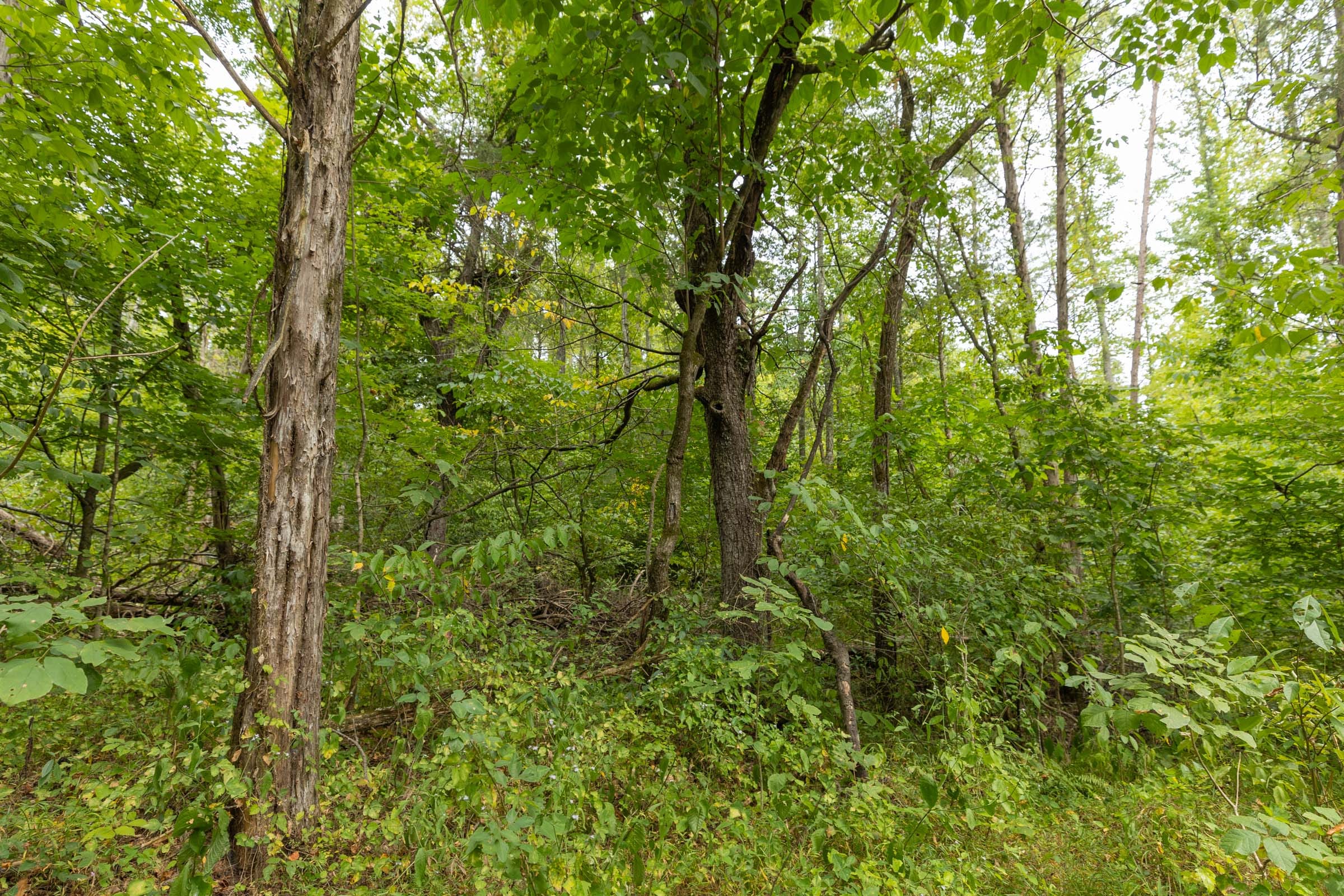 Big White Oak Tract 142 photo 18