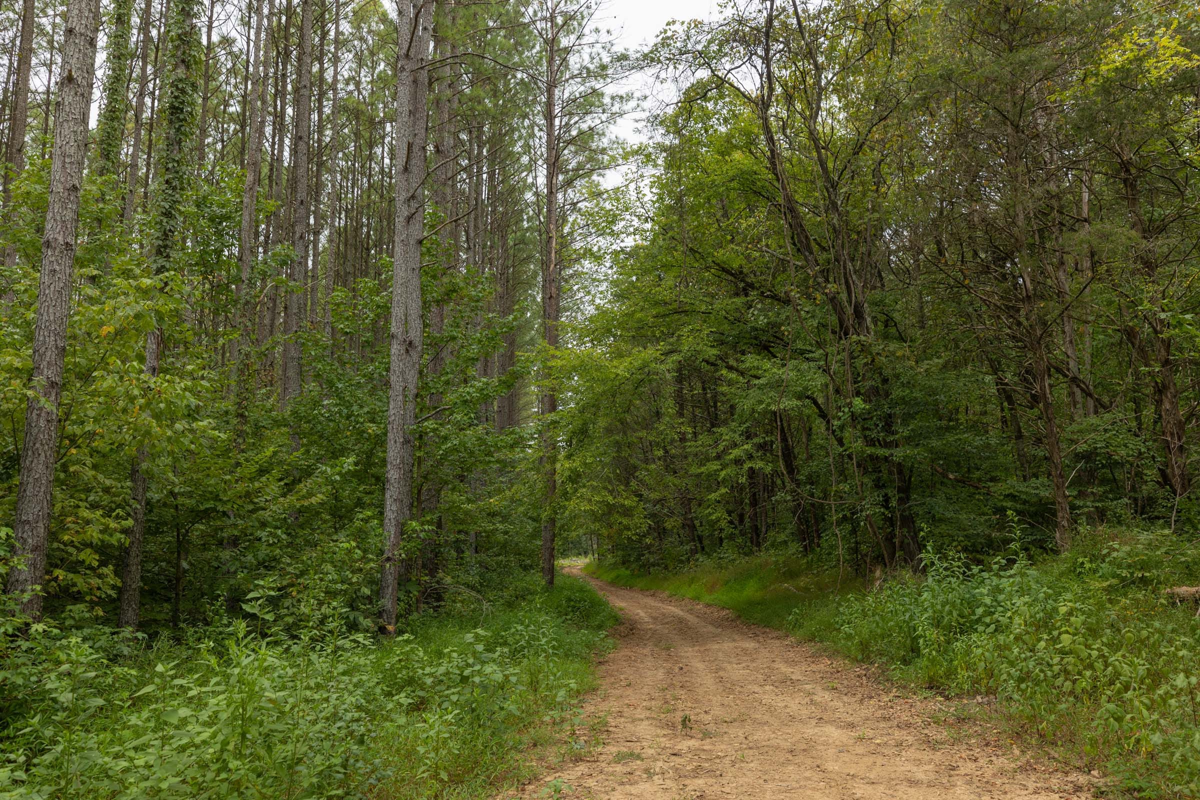 Big White Oak Tract 142 photo 17
