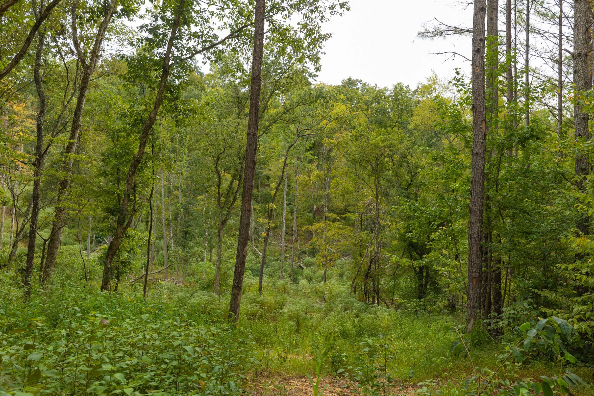 Big White Oak Tract 142 photo 15