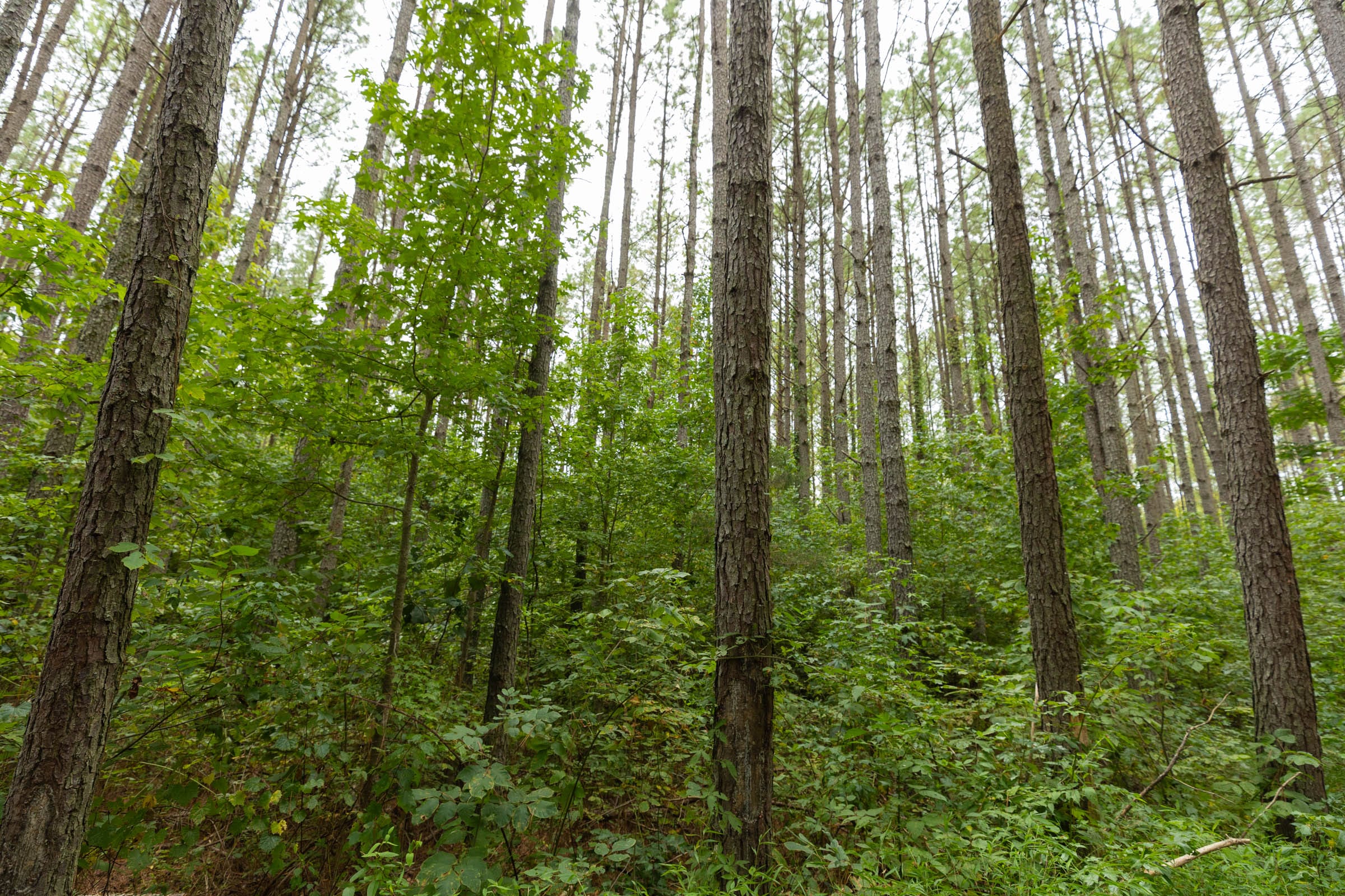 Big White Oak Tract 142 photo 14